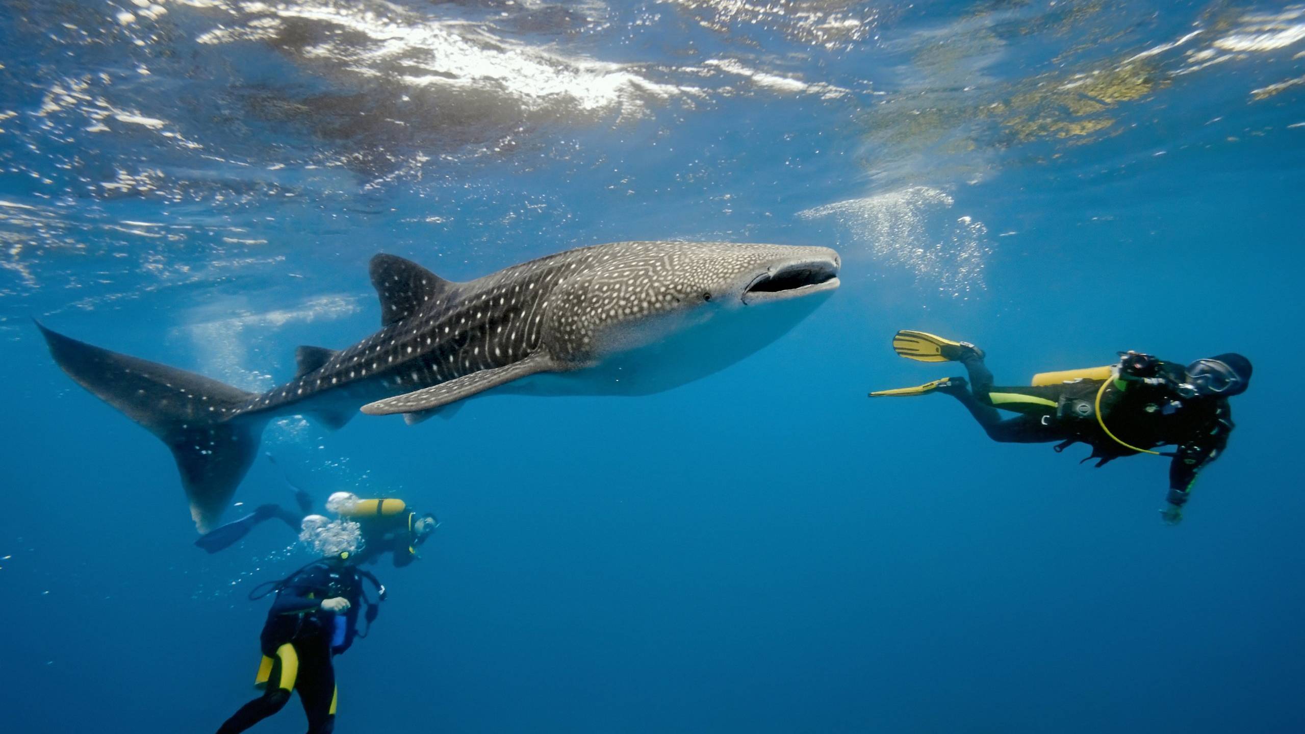Shark Sanctuary