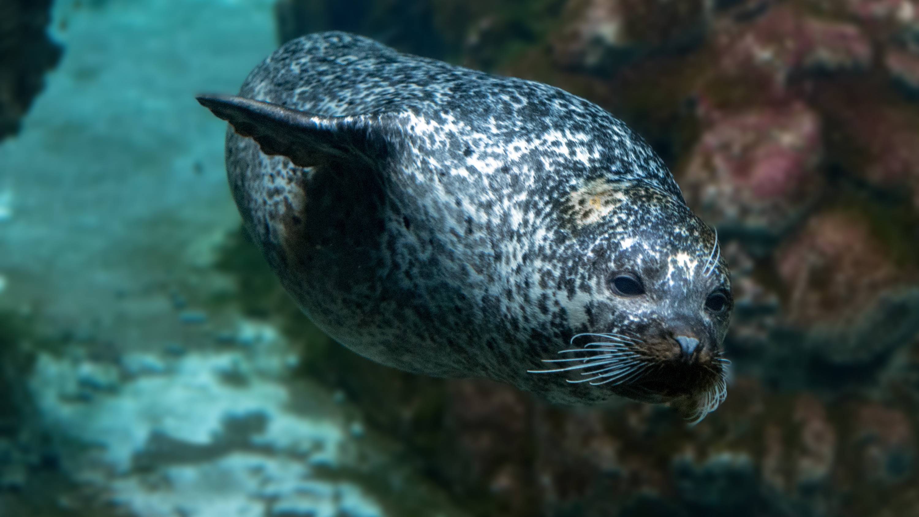 Monk Seal Mystique