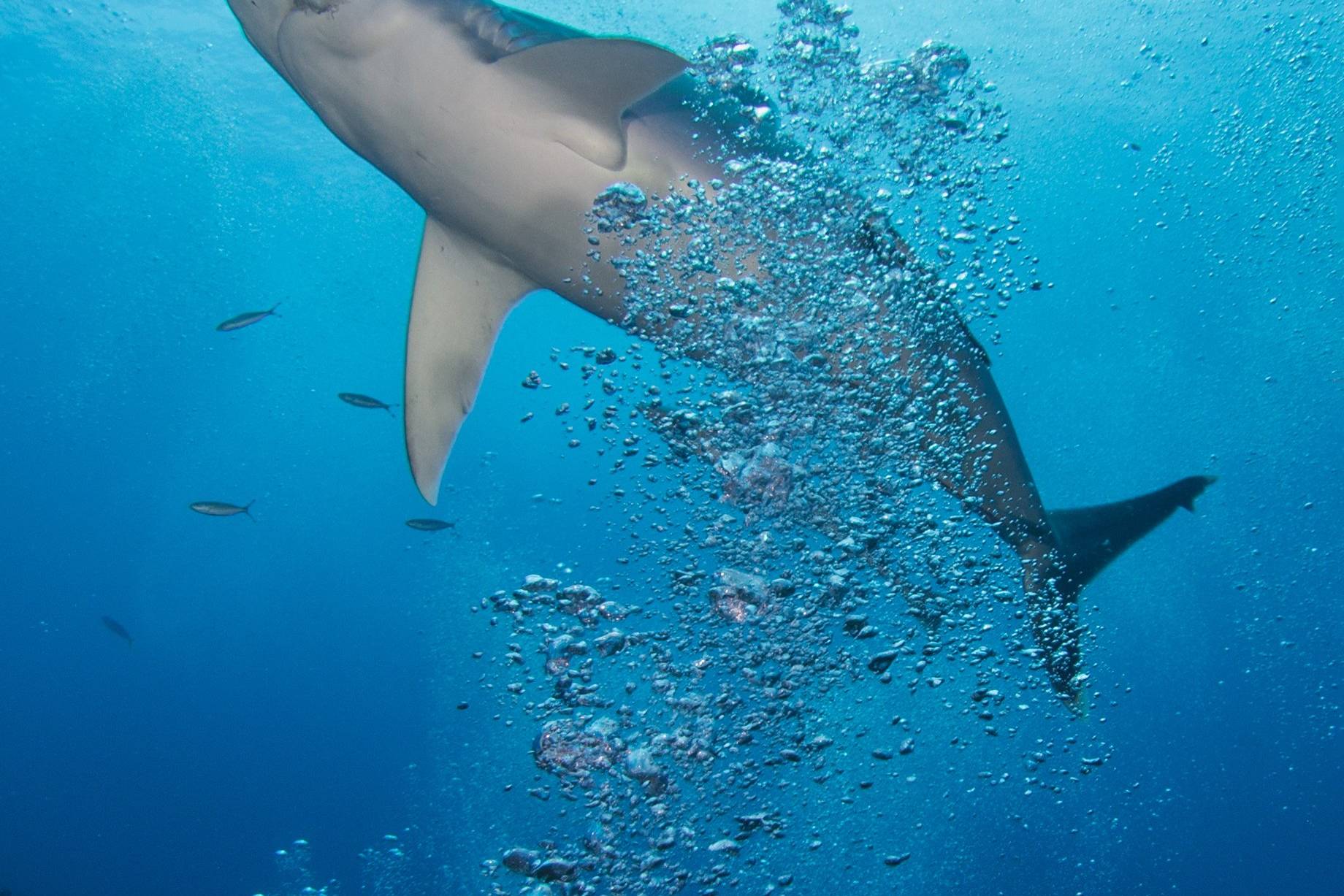 Kuata Island Bull Shark Dive