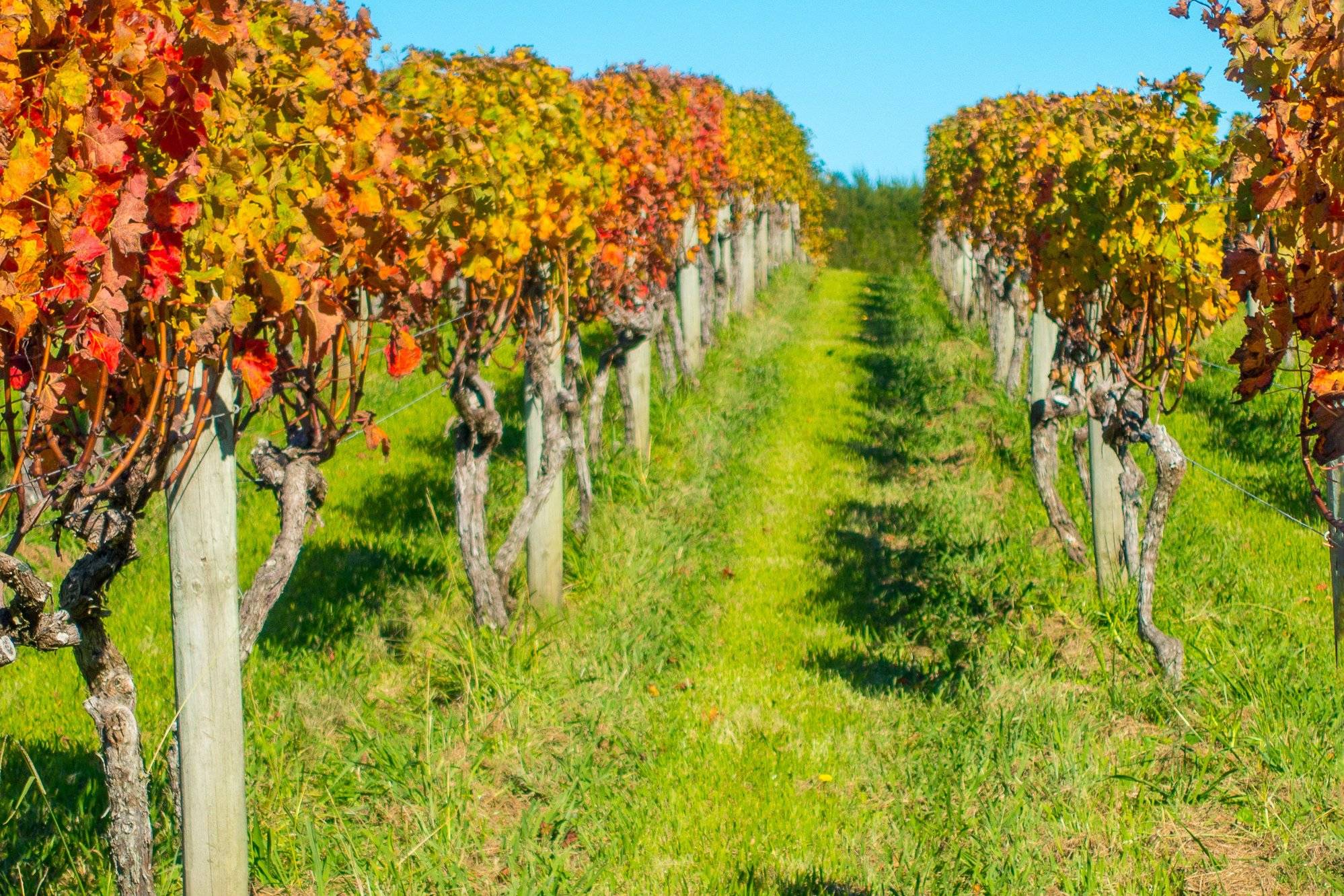 Waiheke Island Culinary Tour