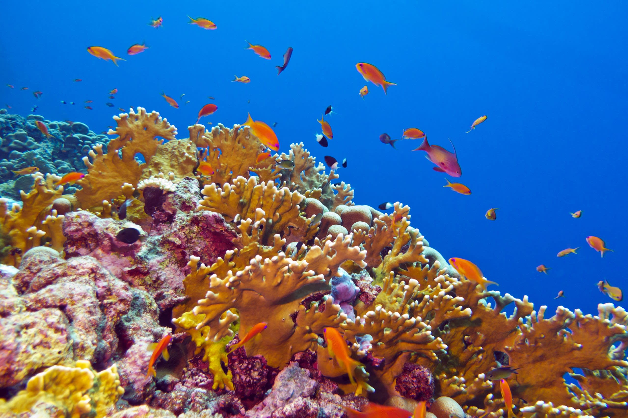 Snorkel
