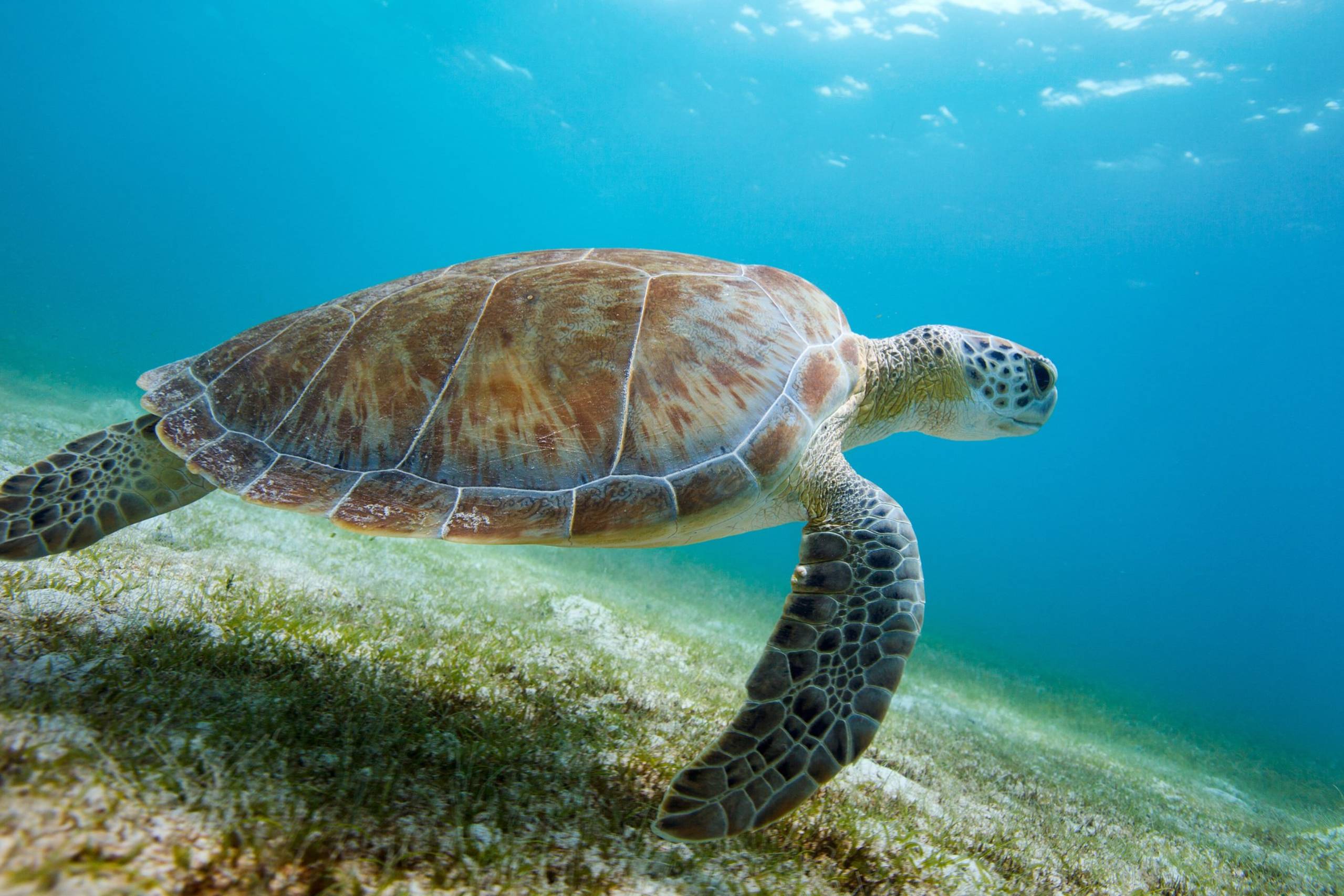 Hawksbill Cay