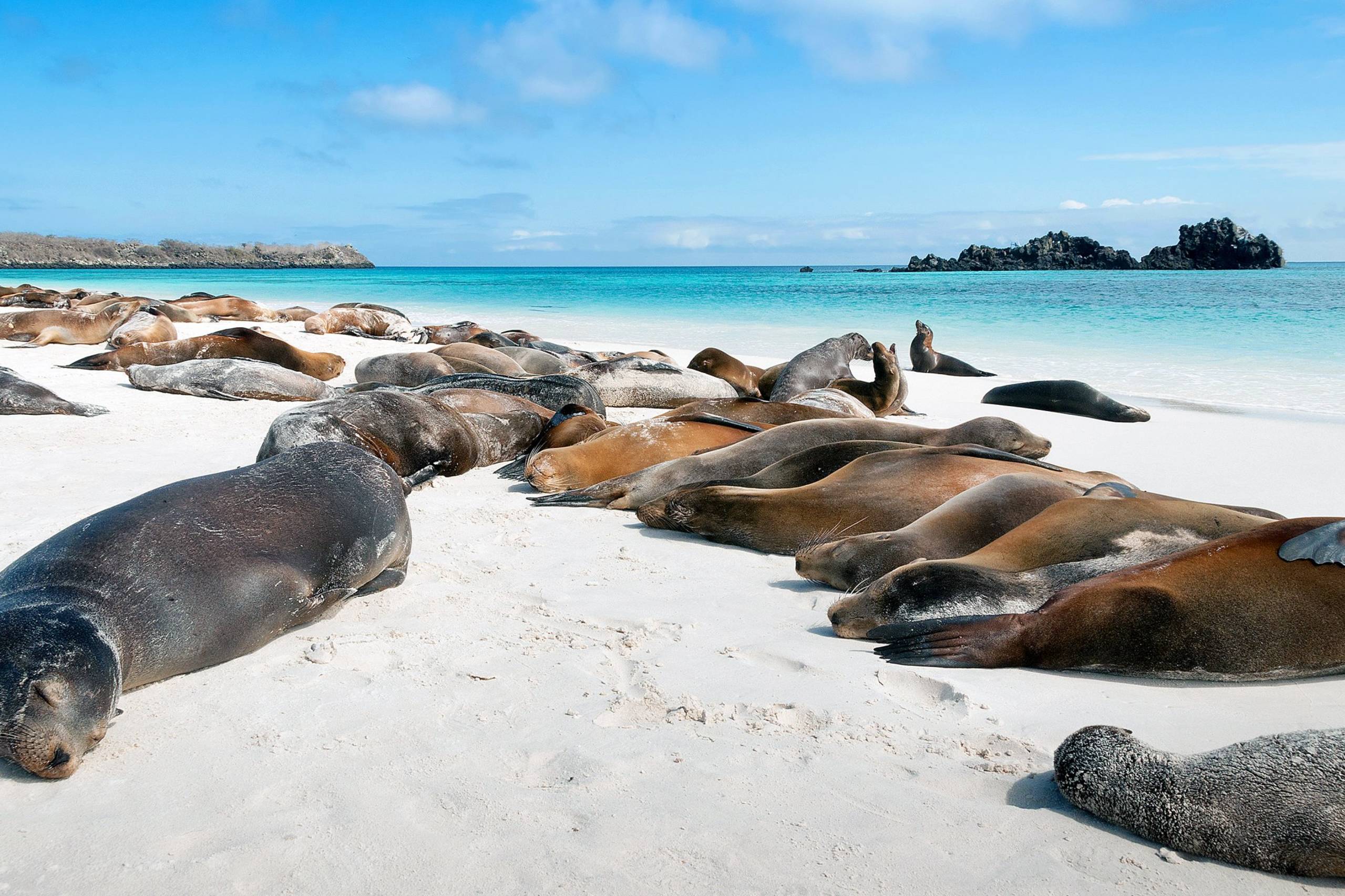 Isla Lobos