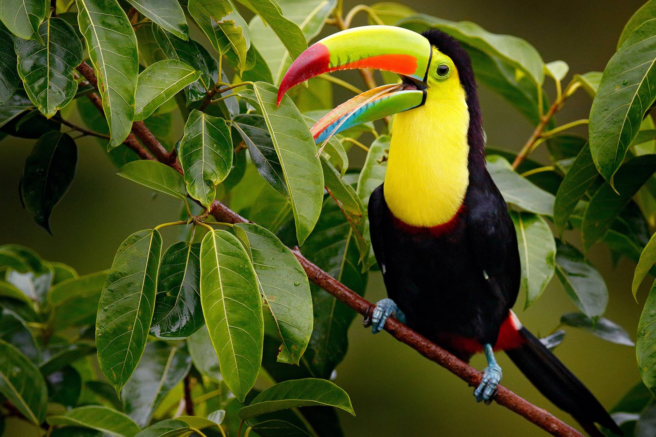 Manuel Antonio