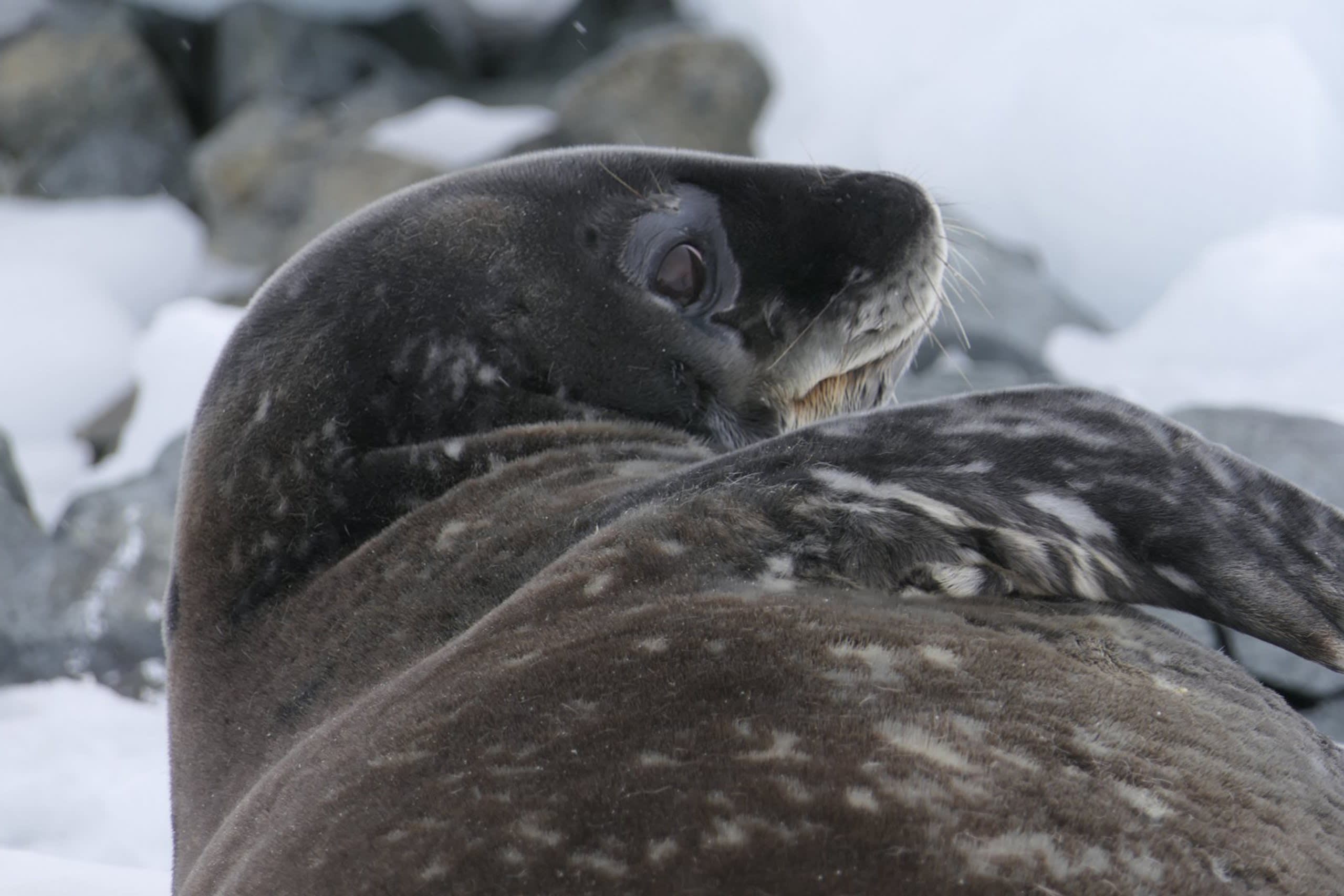 Gerlache Strait