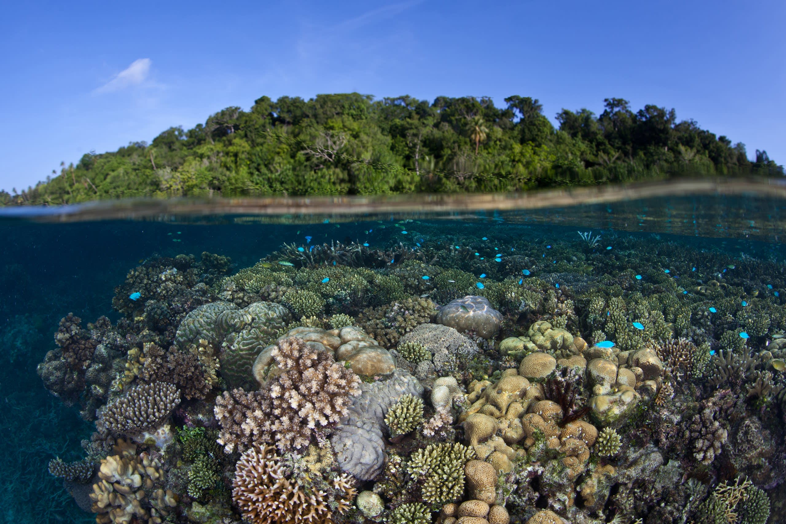 Uepi Island