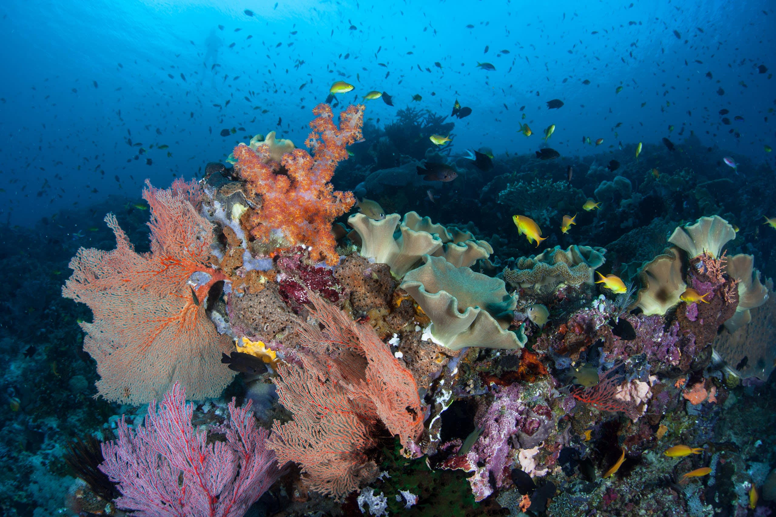 Paeva Island