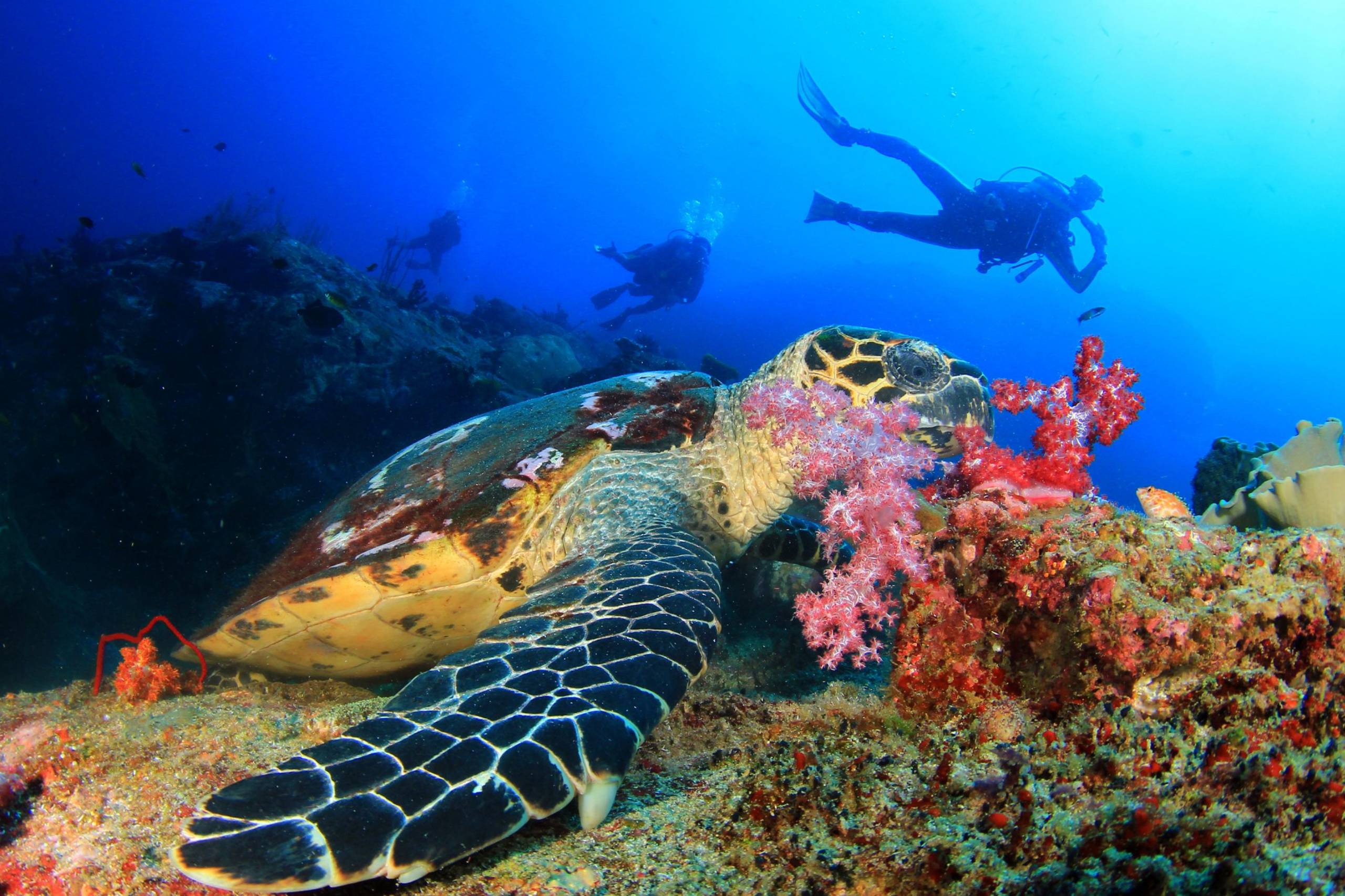 Dive with turtles