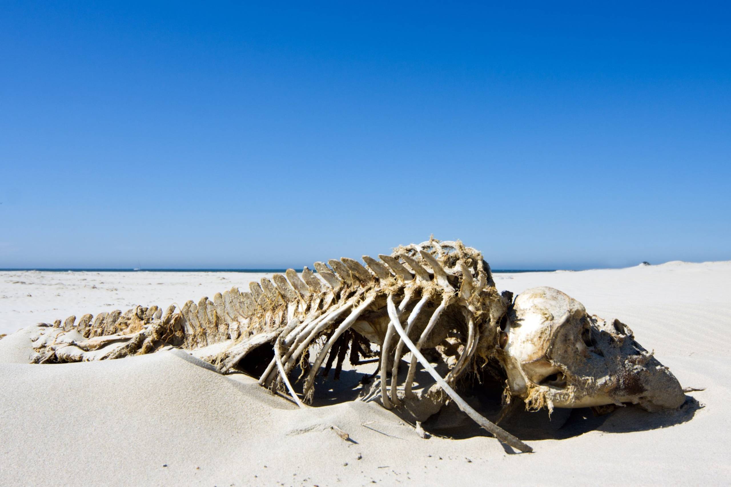 Warderwick Wells Whale