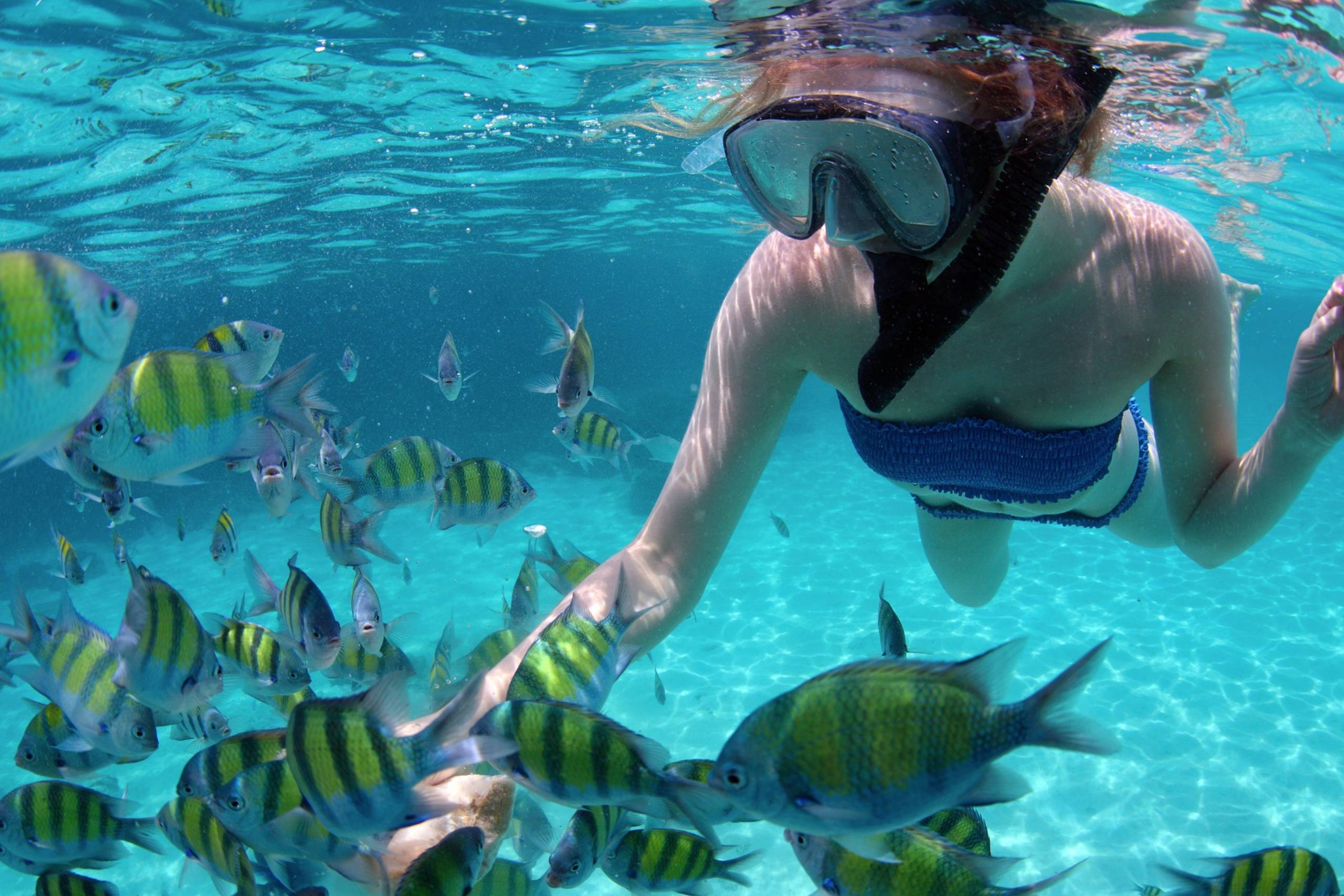 Snorkel and Dive