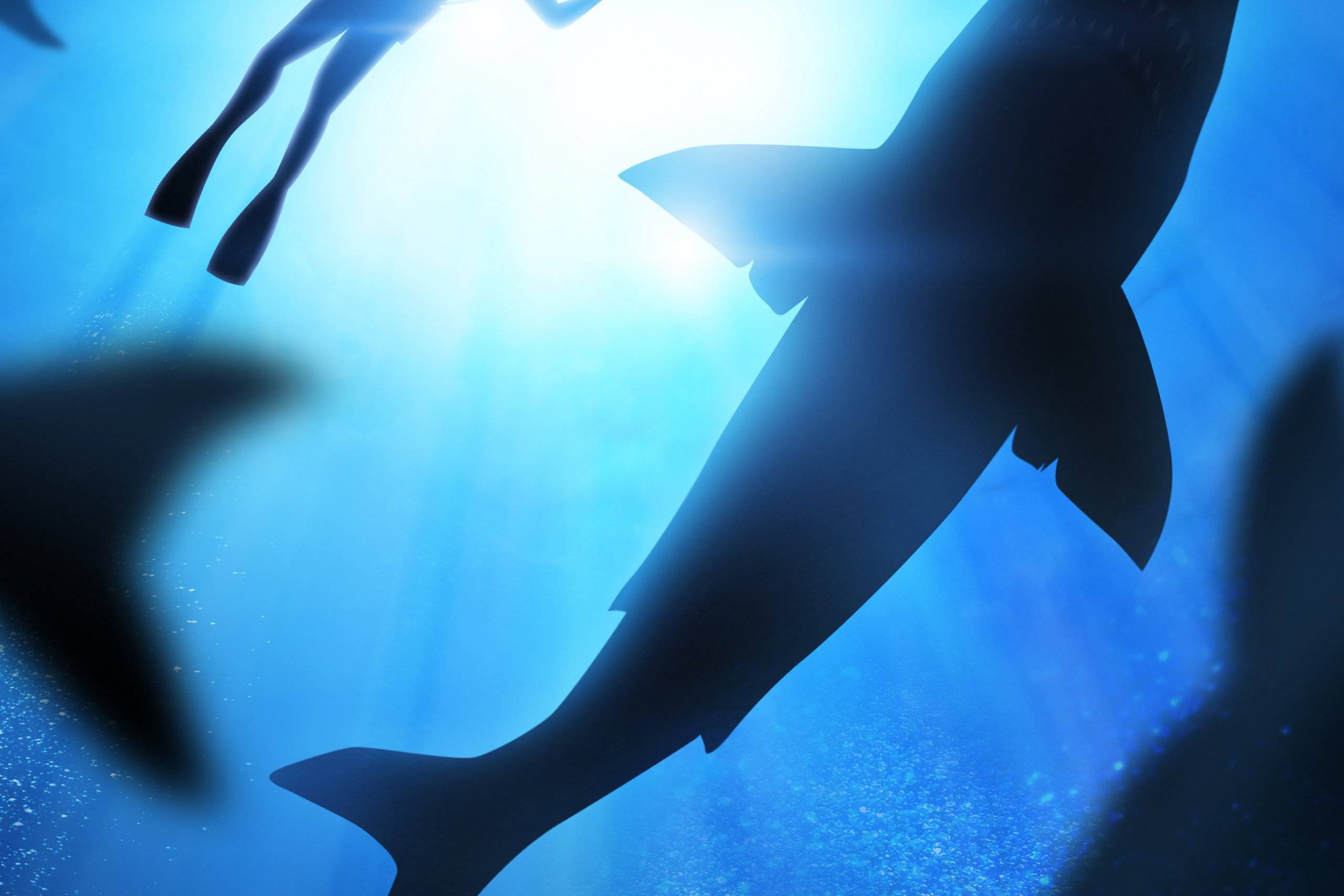 Shark Diving