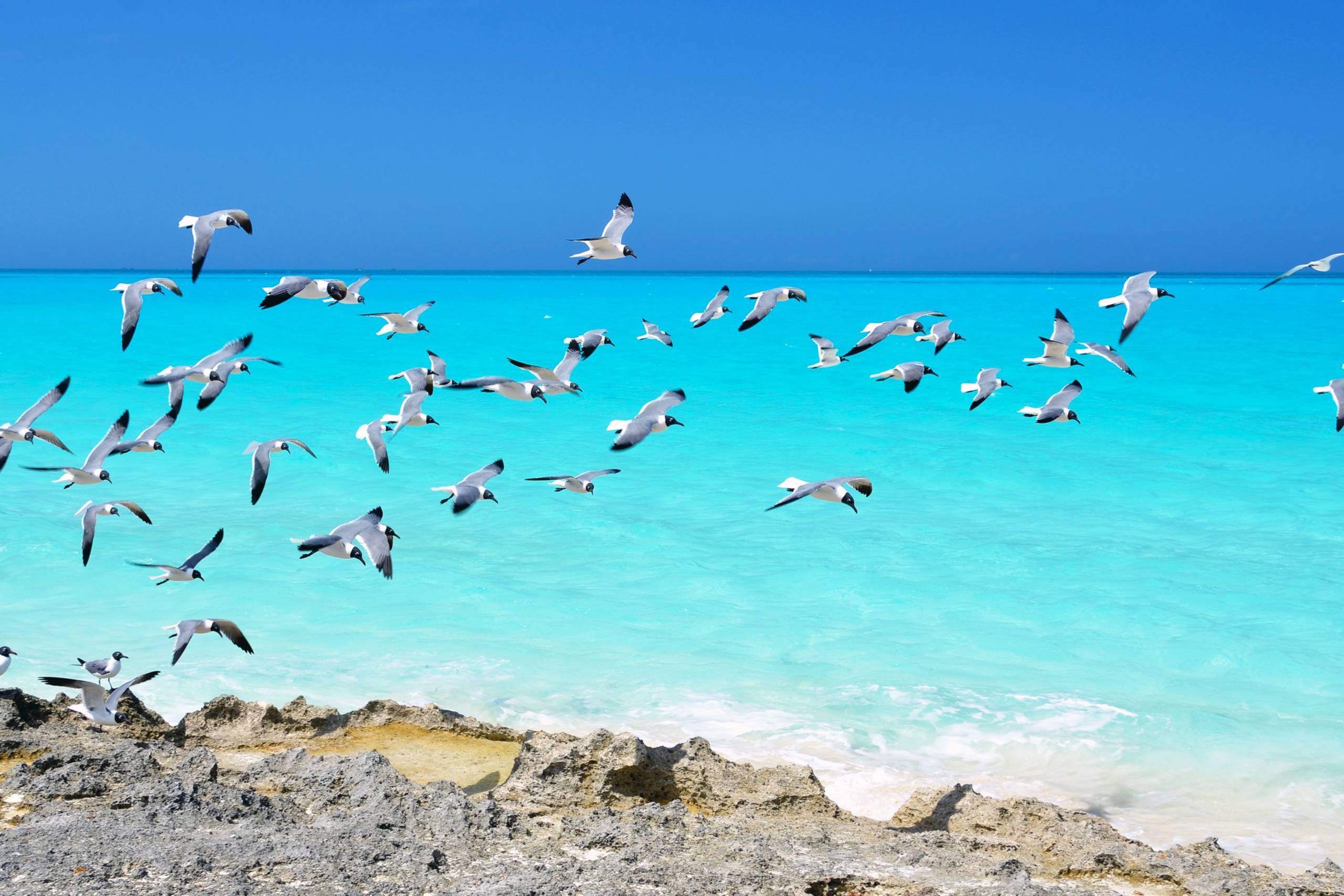 Musha Cay