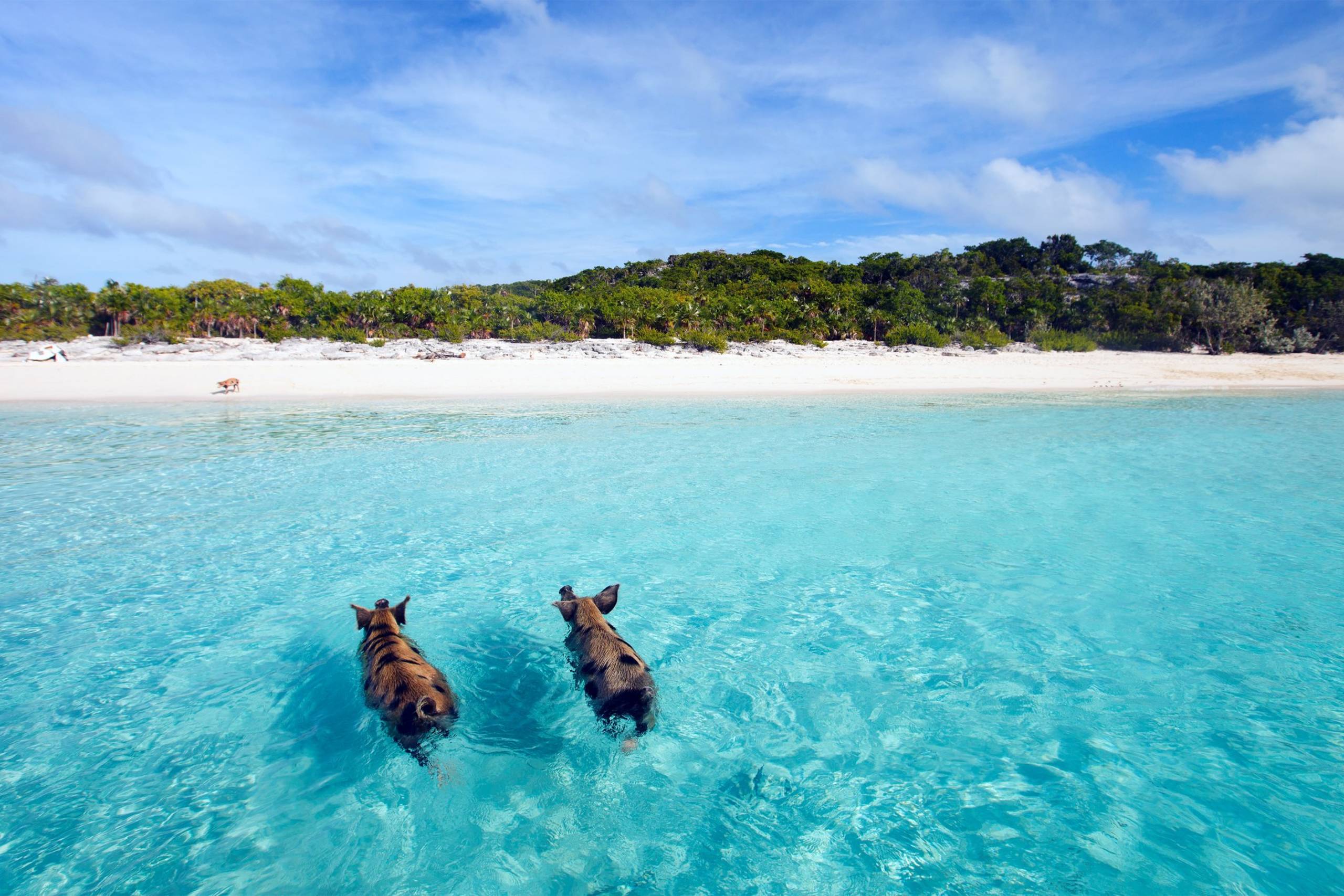 Pig Beach
