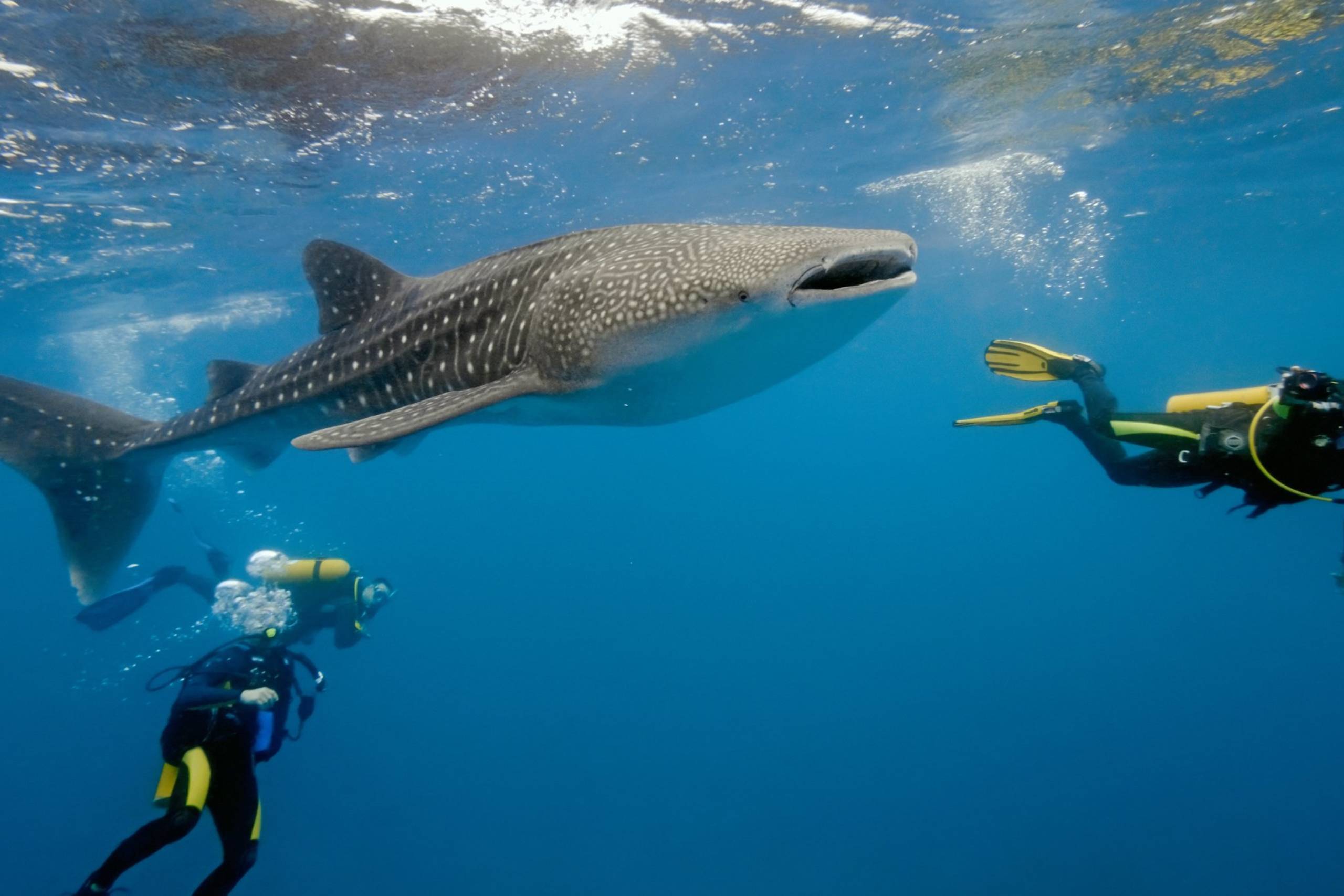 Thaa Atoll