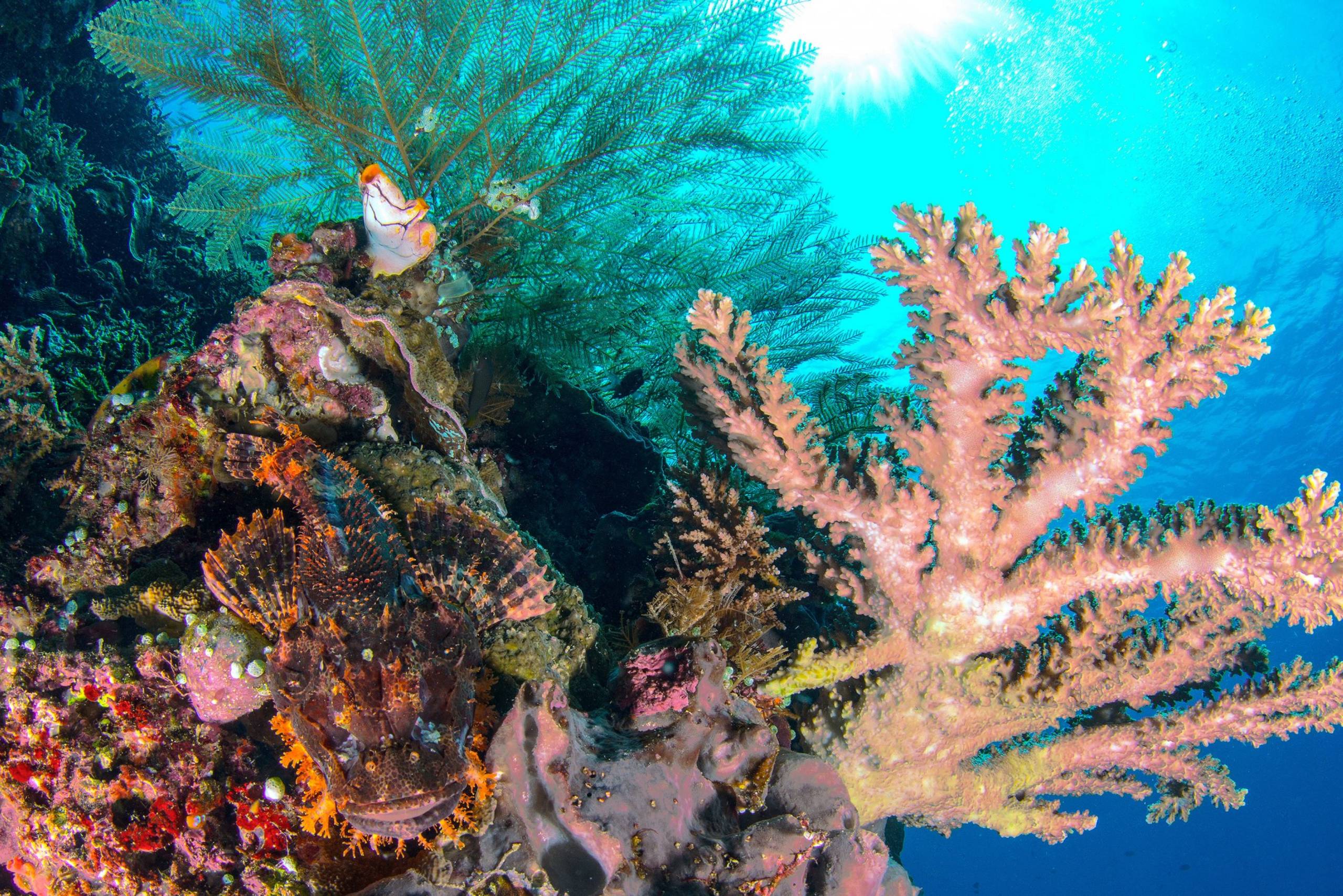 Montgomery Reef
