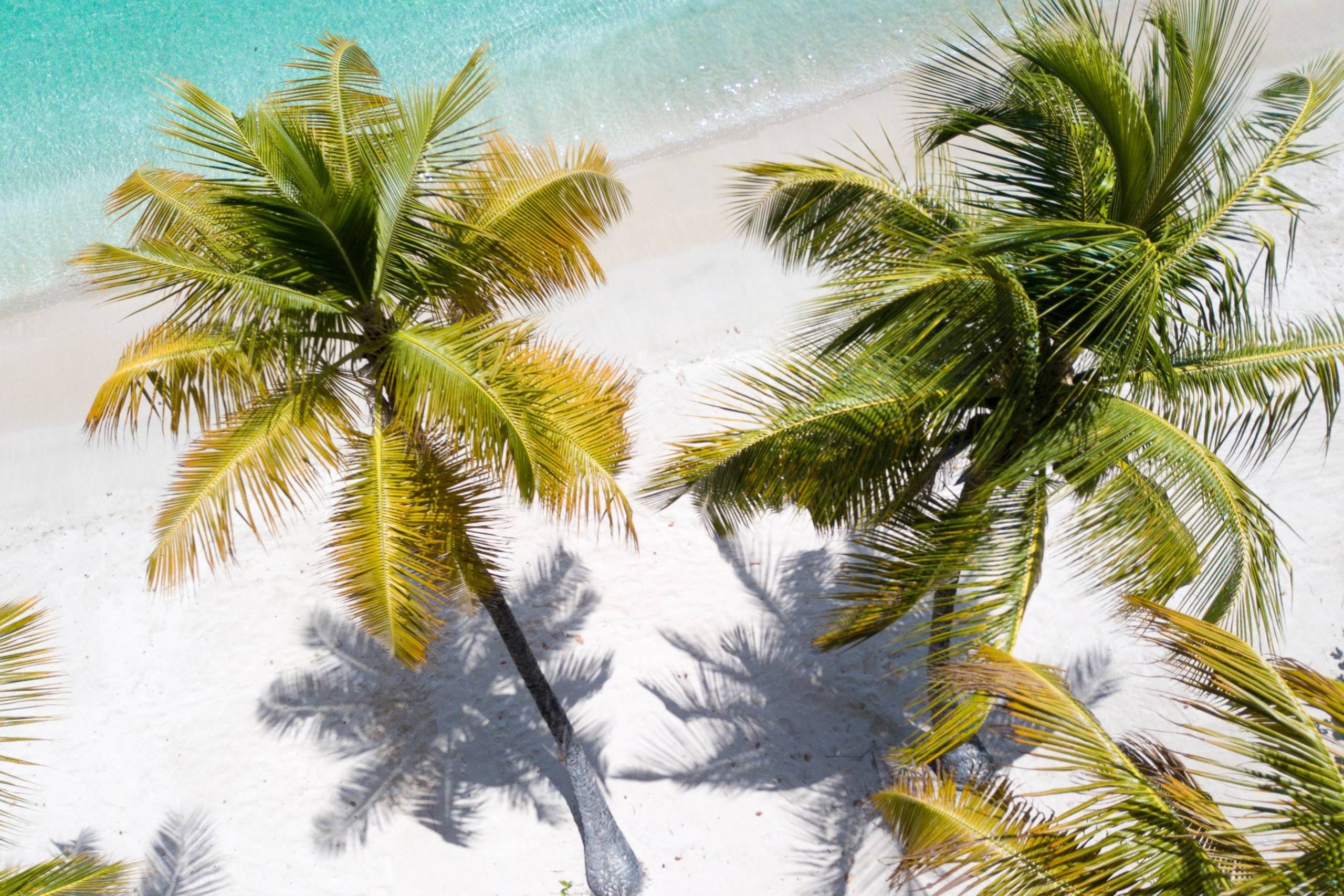 Palm Island