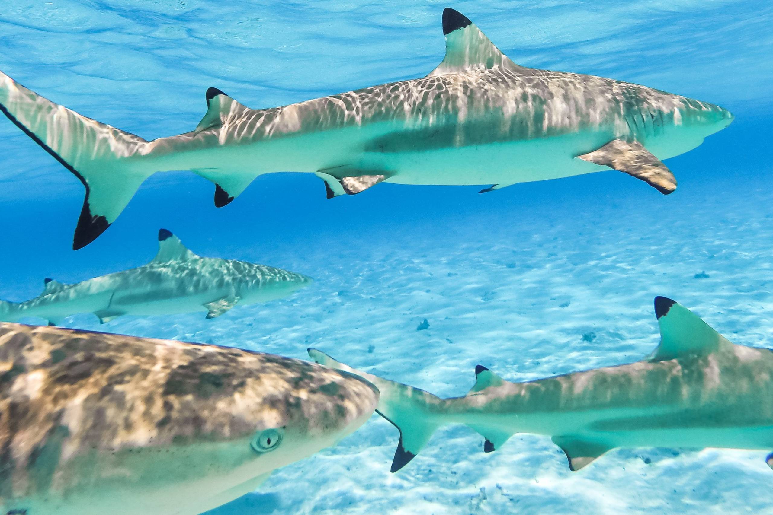 Bora Bora Circumnavigation