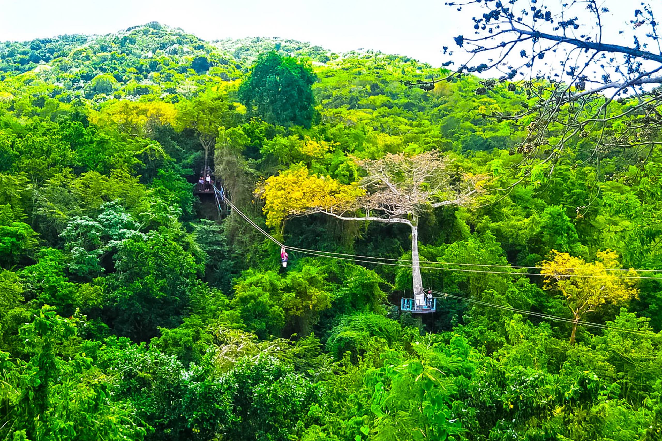 Rainforest Zipline