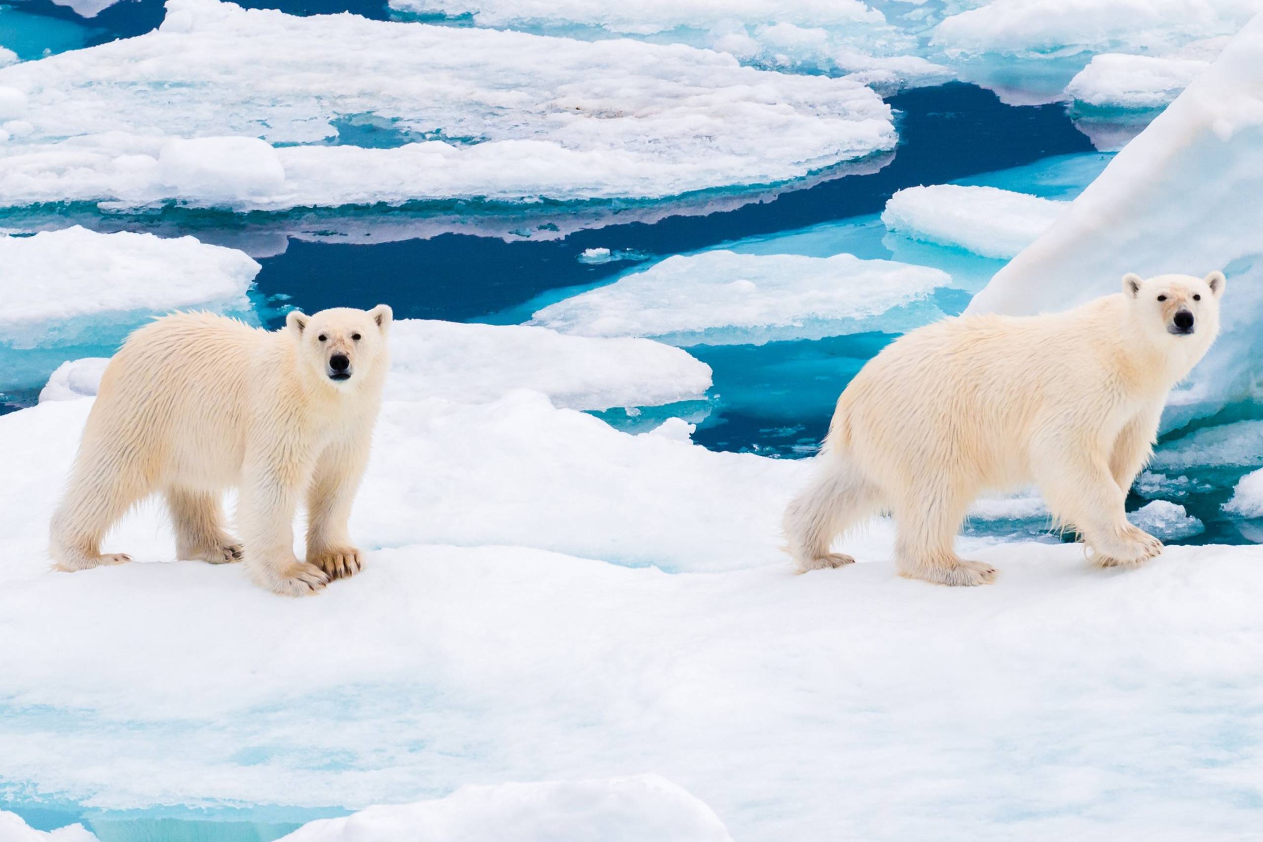 Marine Wildlife