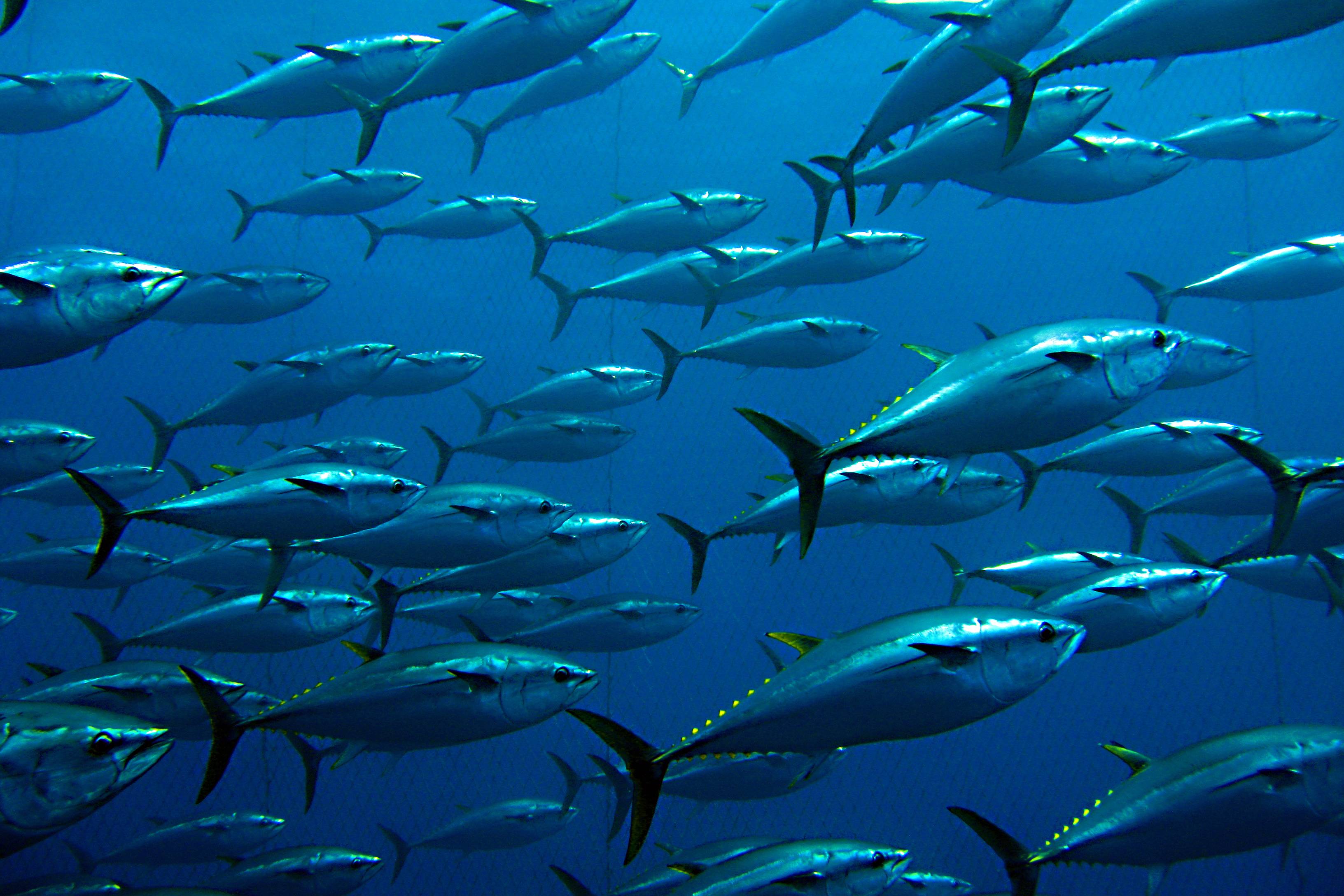 Fishing for Bluefin Tun