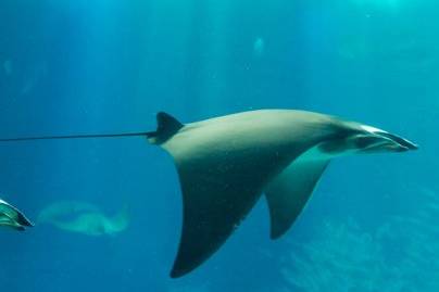 Manta Ray Feeding Station