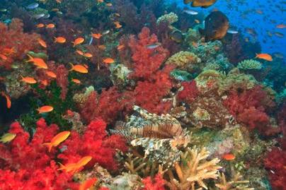 The Great Astrolabe Reef