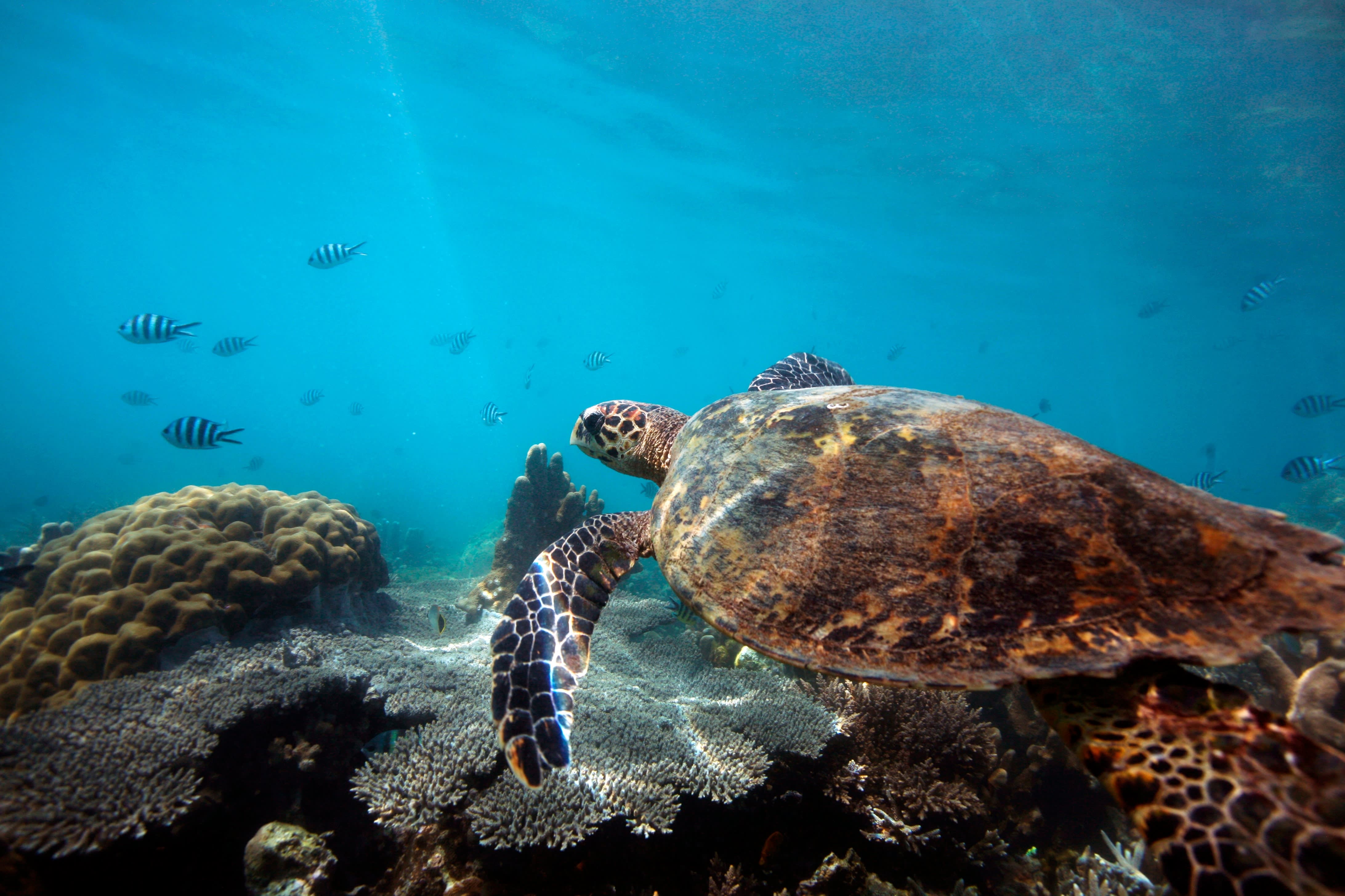 Aldabra Atoll