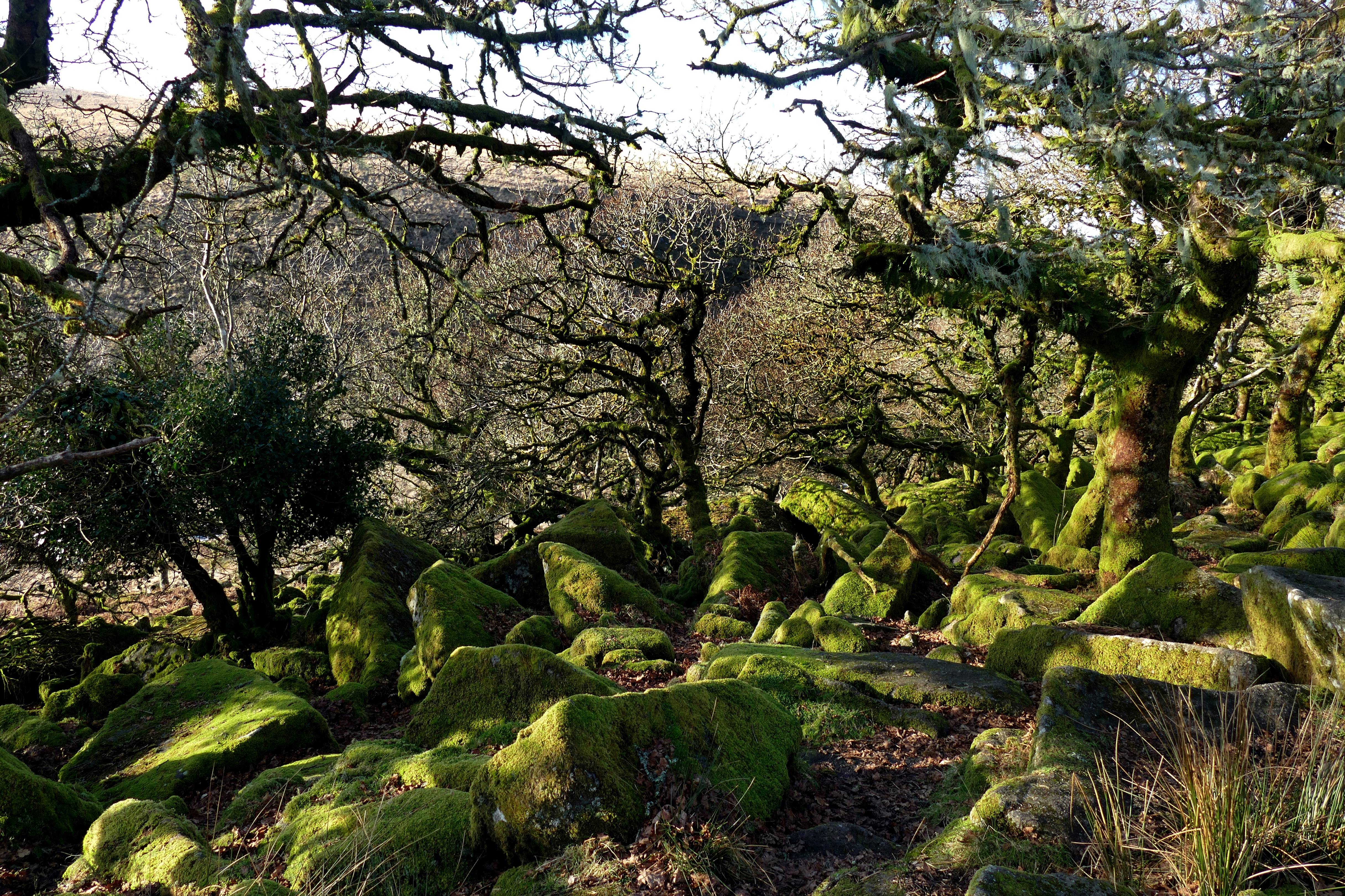 Wistman Woods