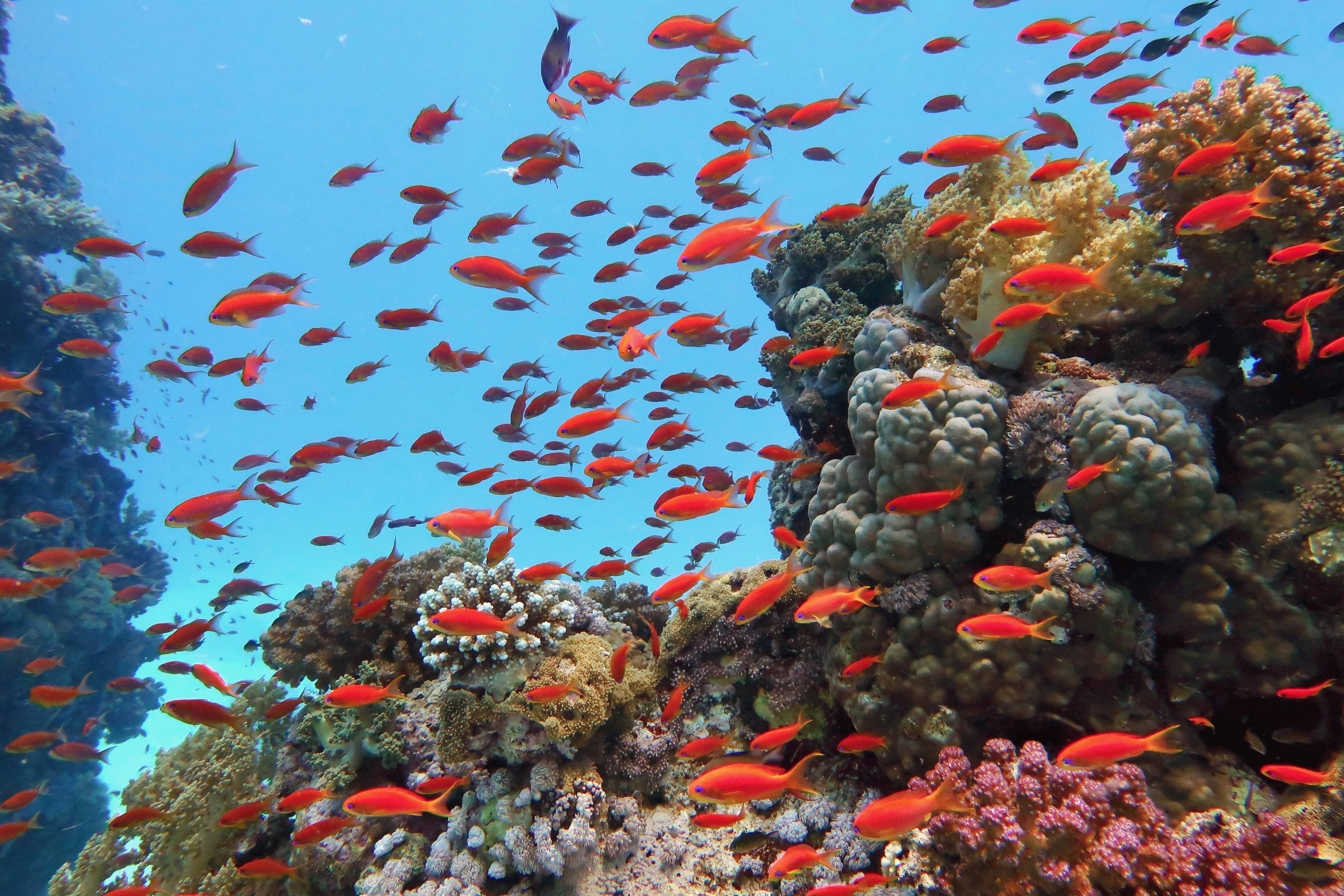 Farquhar Atoll