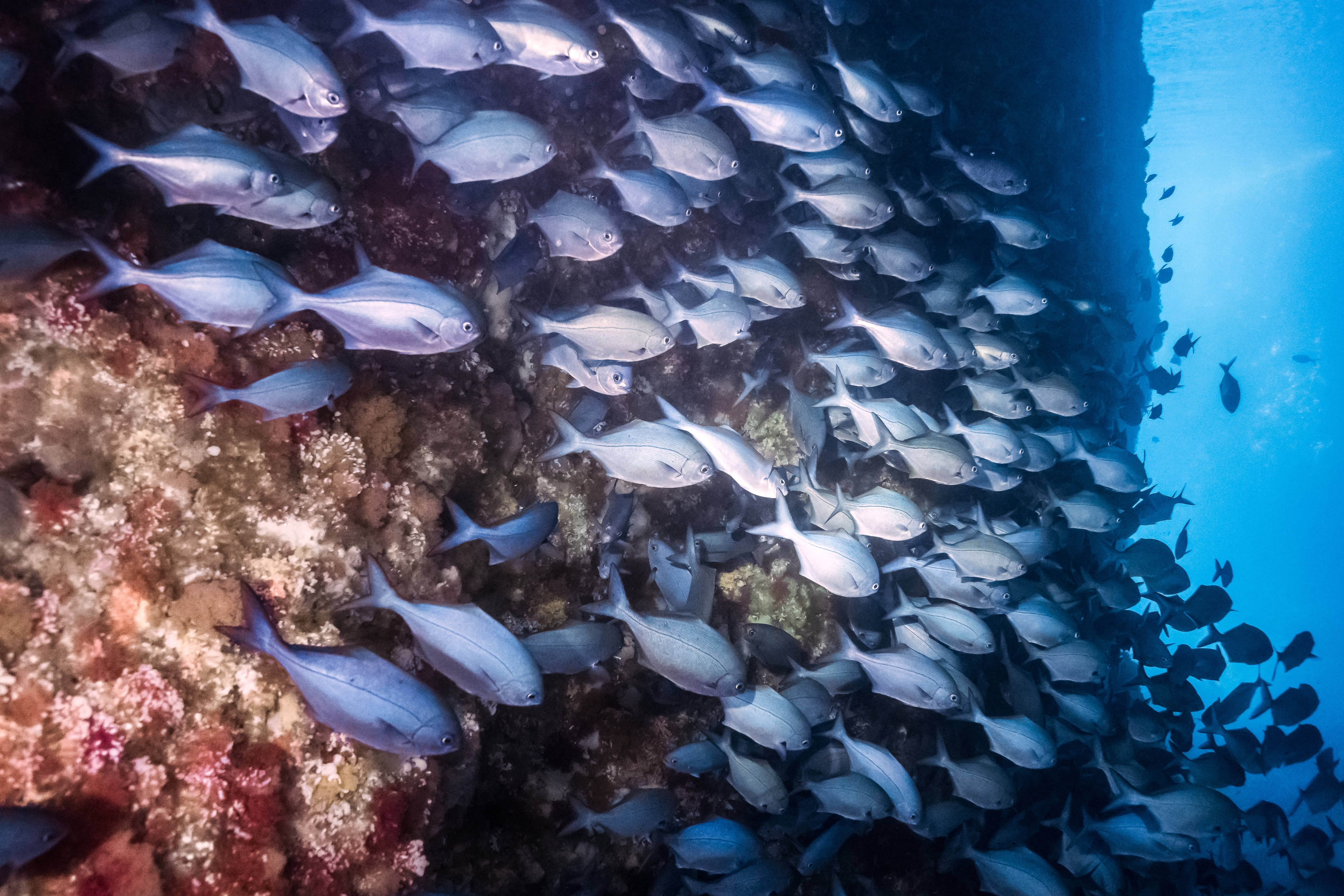 Scuba Dive and Snorkel