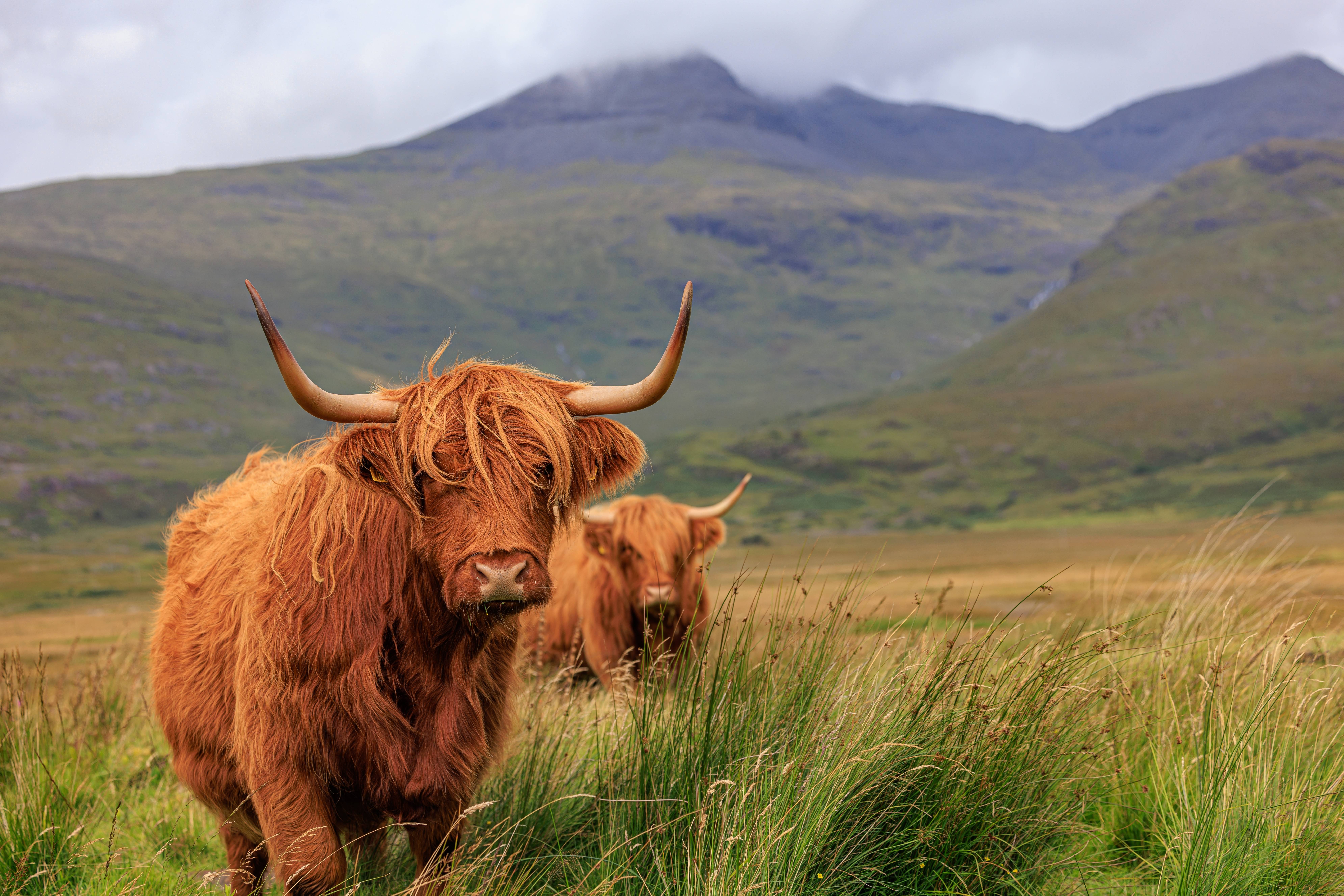 ISLE OF MULL