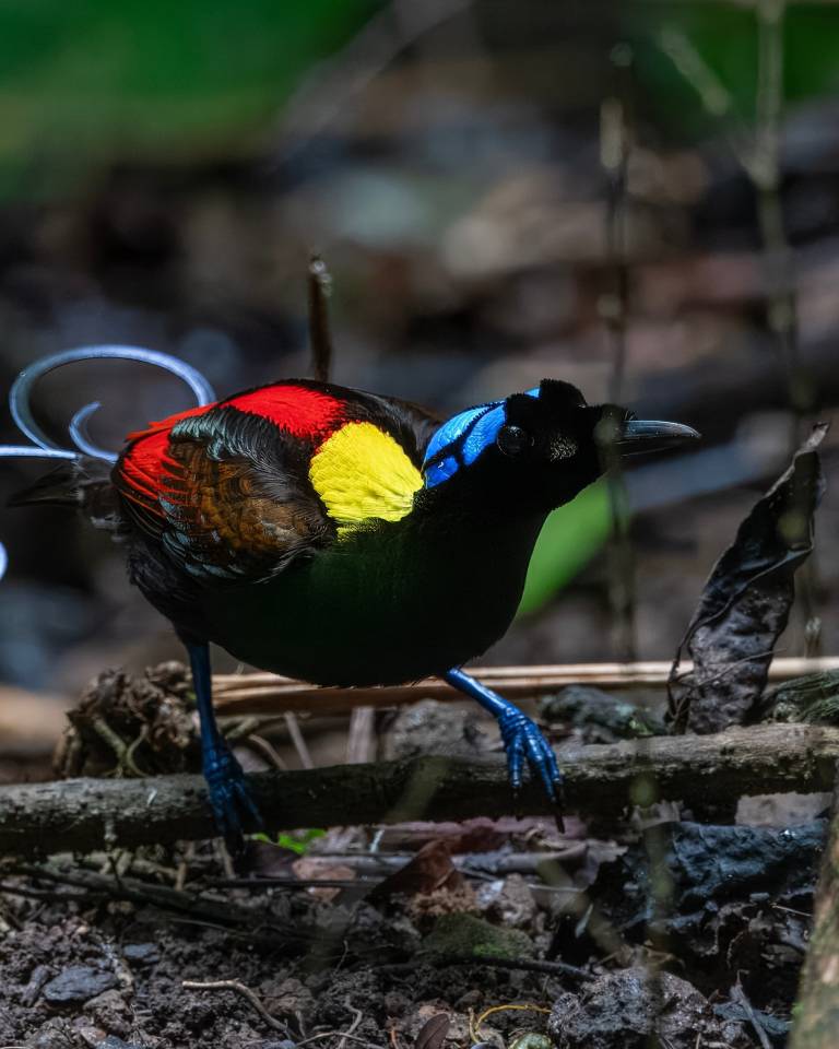 Bird of Paradise