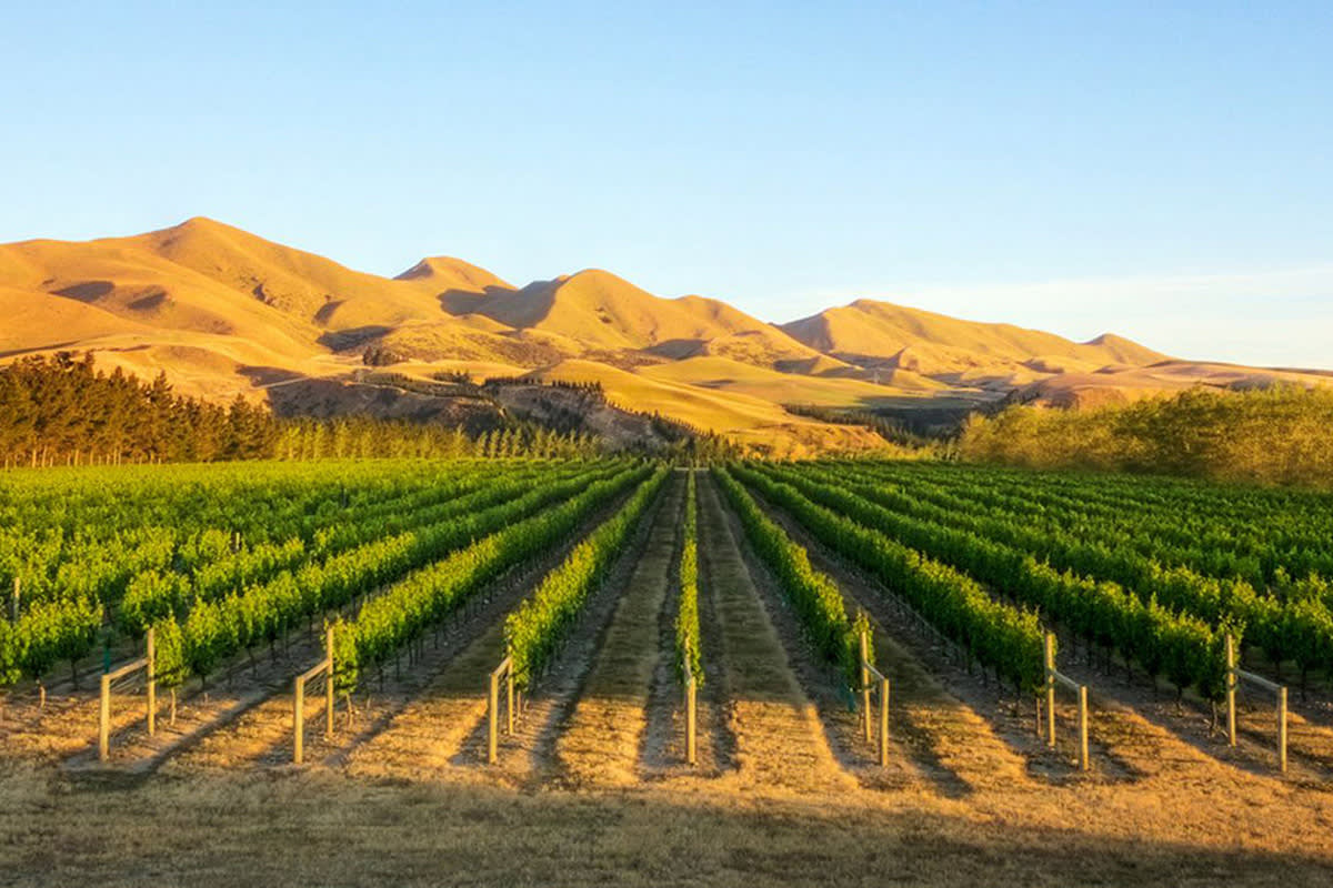 Wine tour in Martinborough