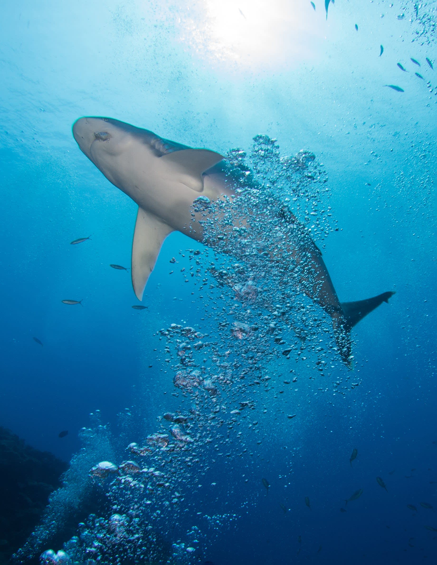 Kuata Island Bull Shark Dive