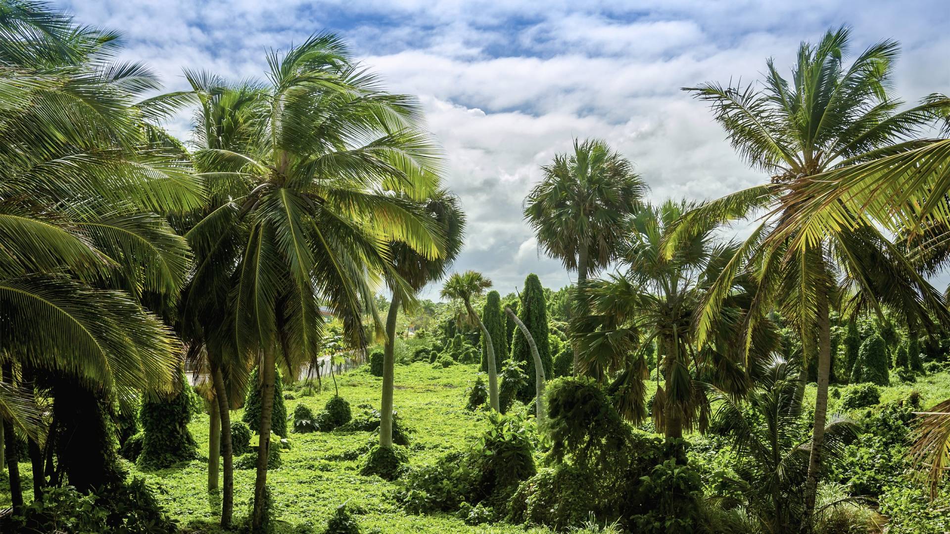 Caribbean Plenty, Without the Crowds