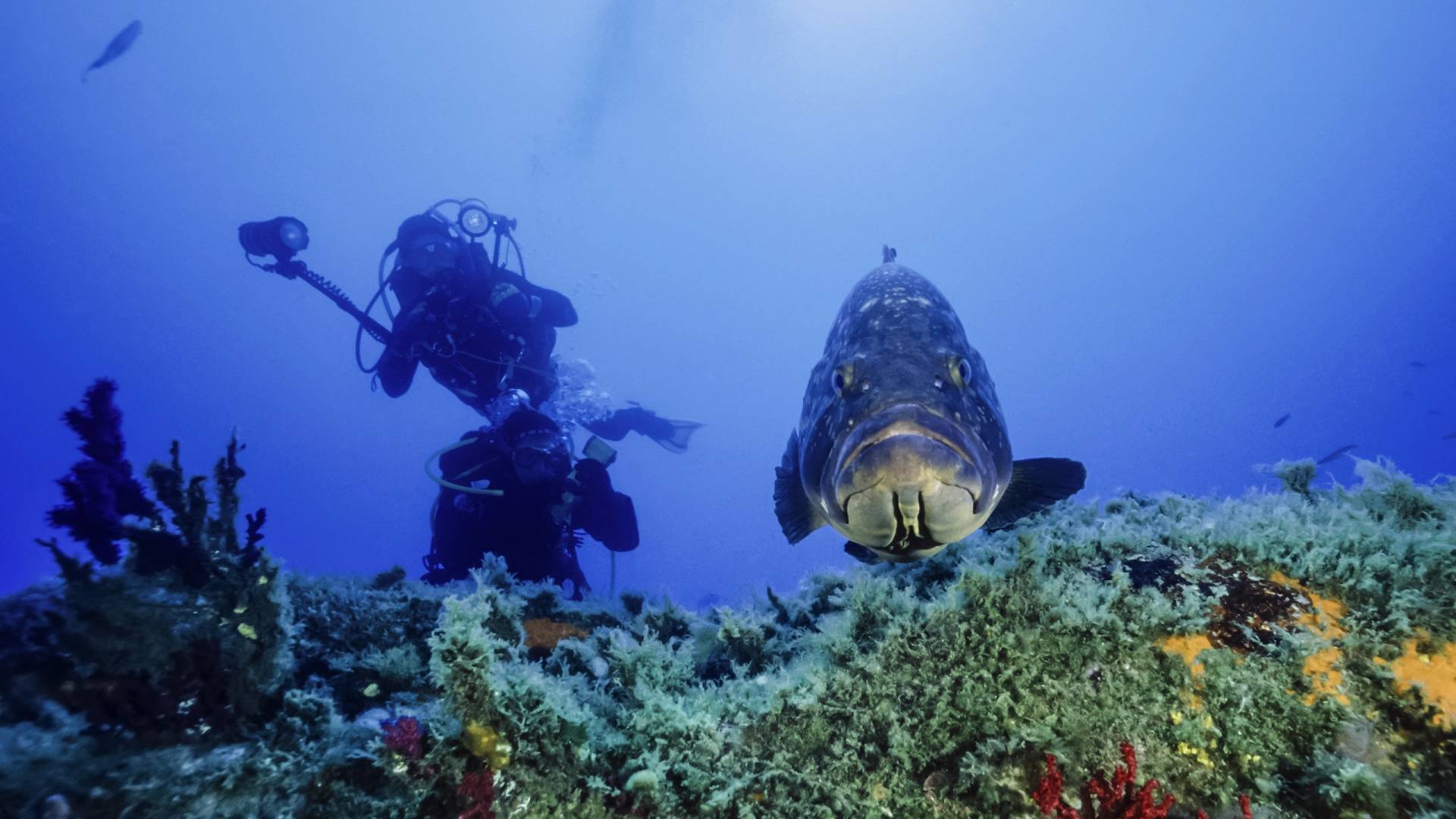 A Subaquatic Adventure