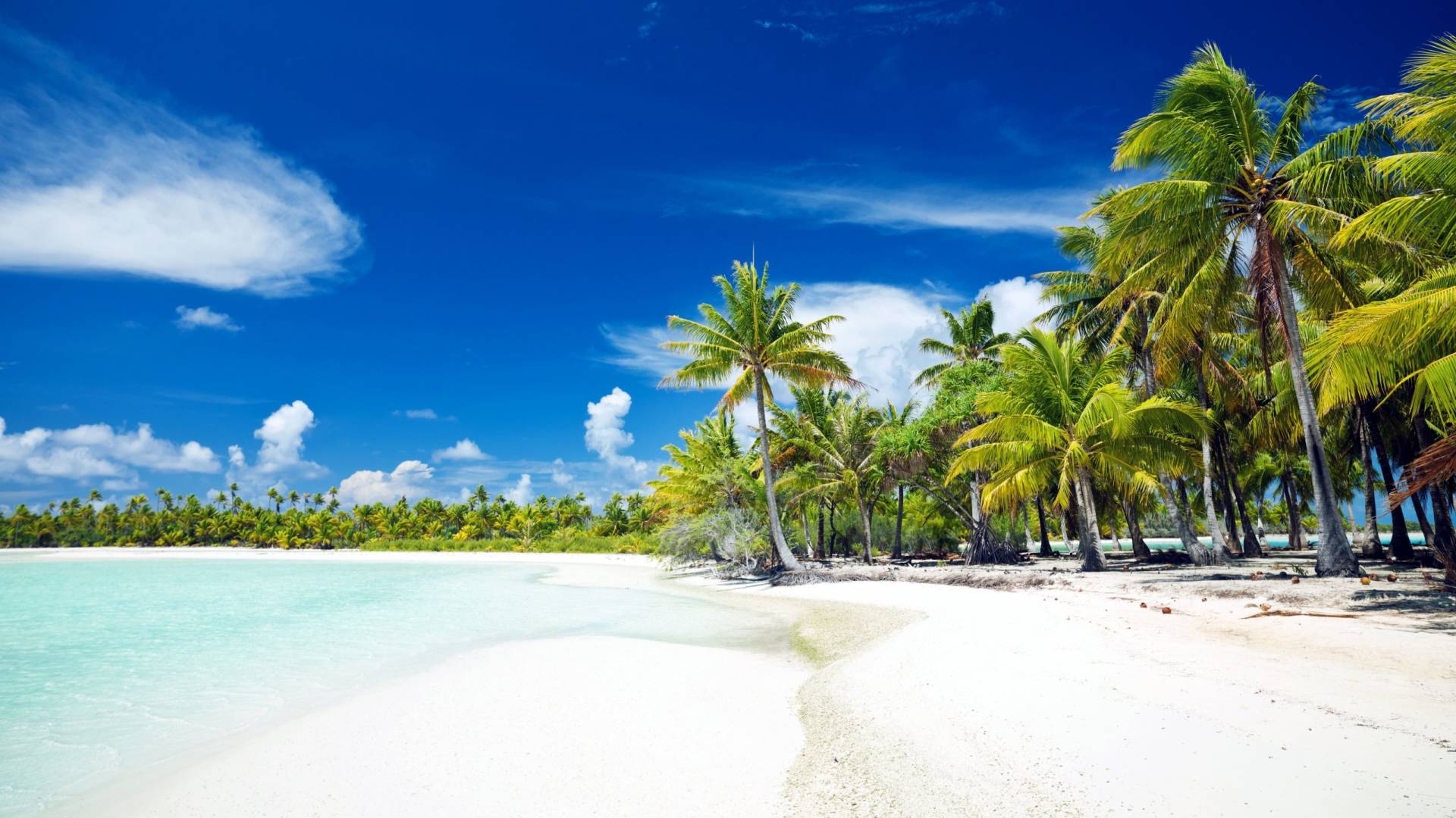 Where Palm Trees Outnumber People 