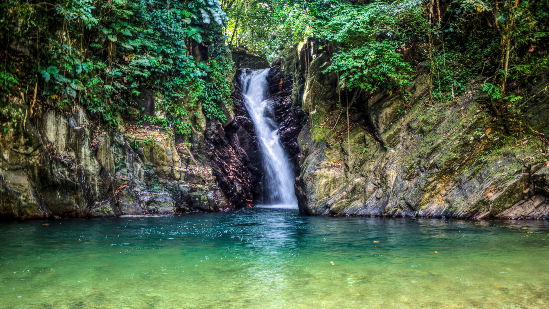 Rainforest Reverie