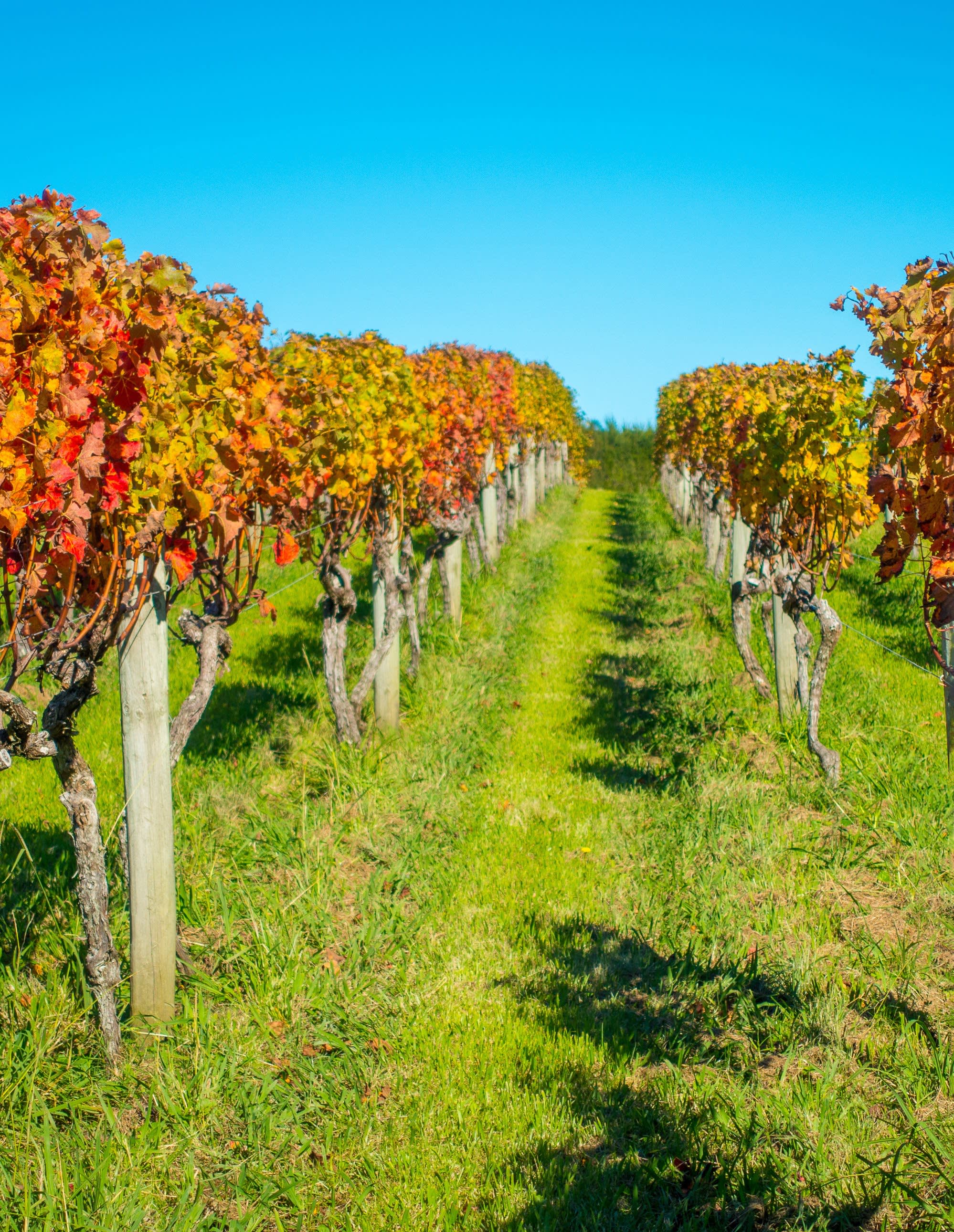 Waiheke Island Culinary Tour