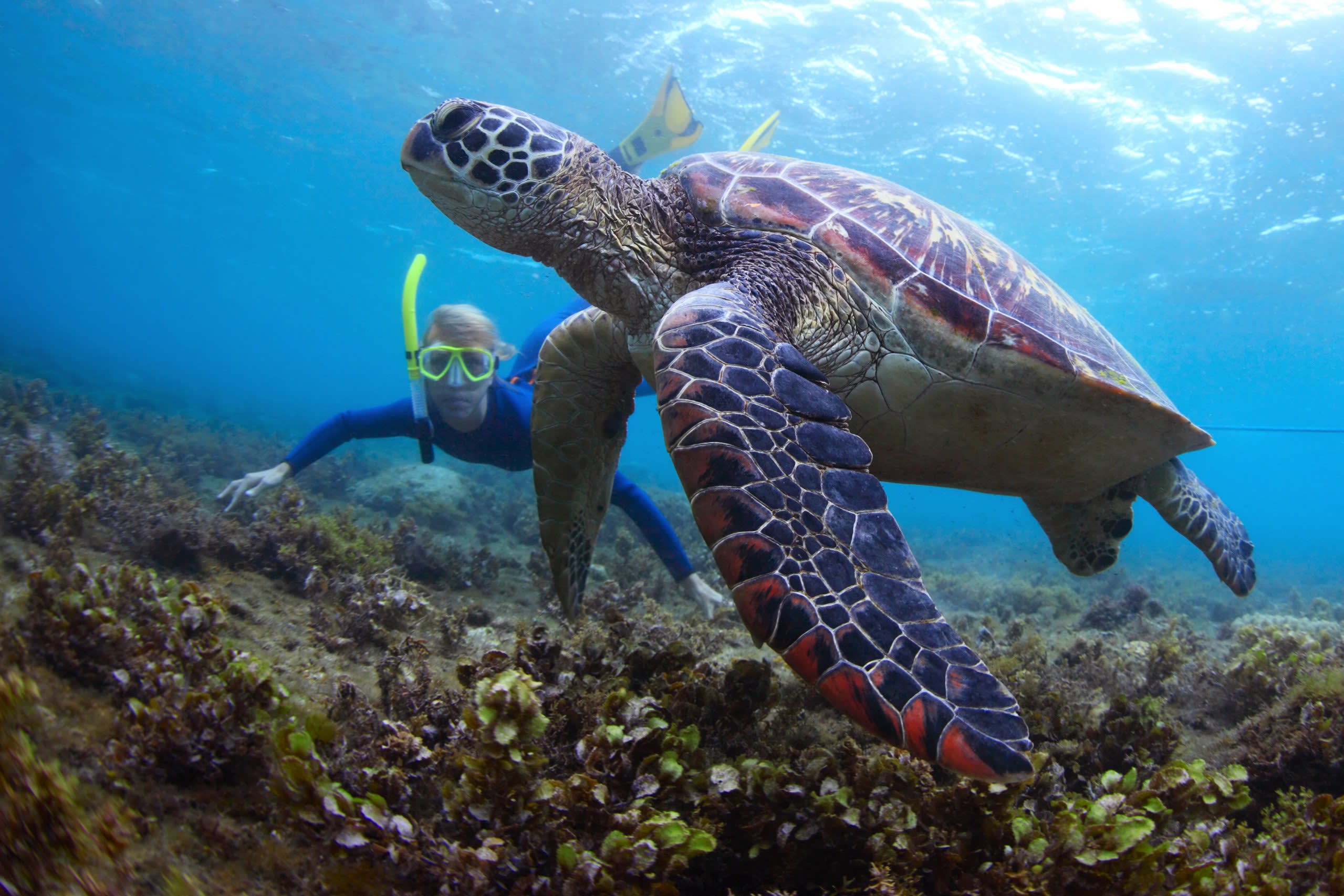 Snorkel