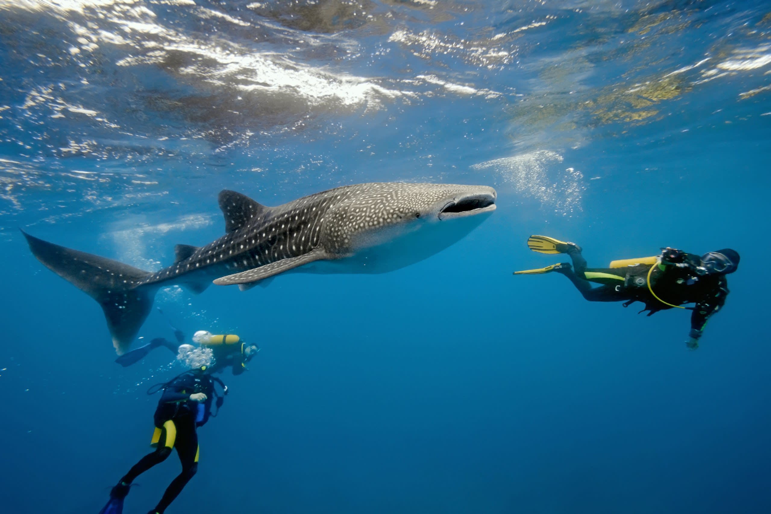 Shark Sanctuary