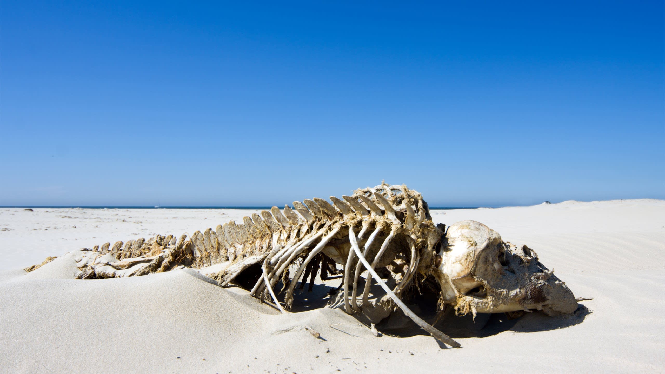 Warderwick Wells Whale