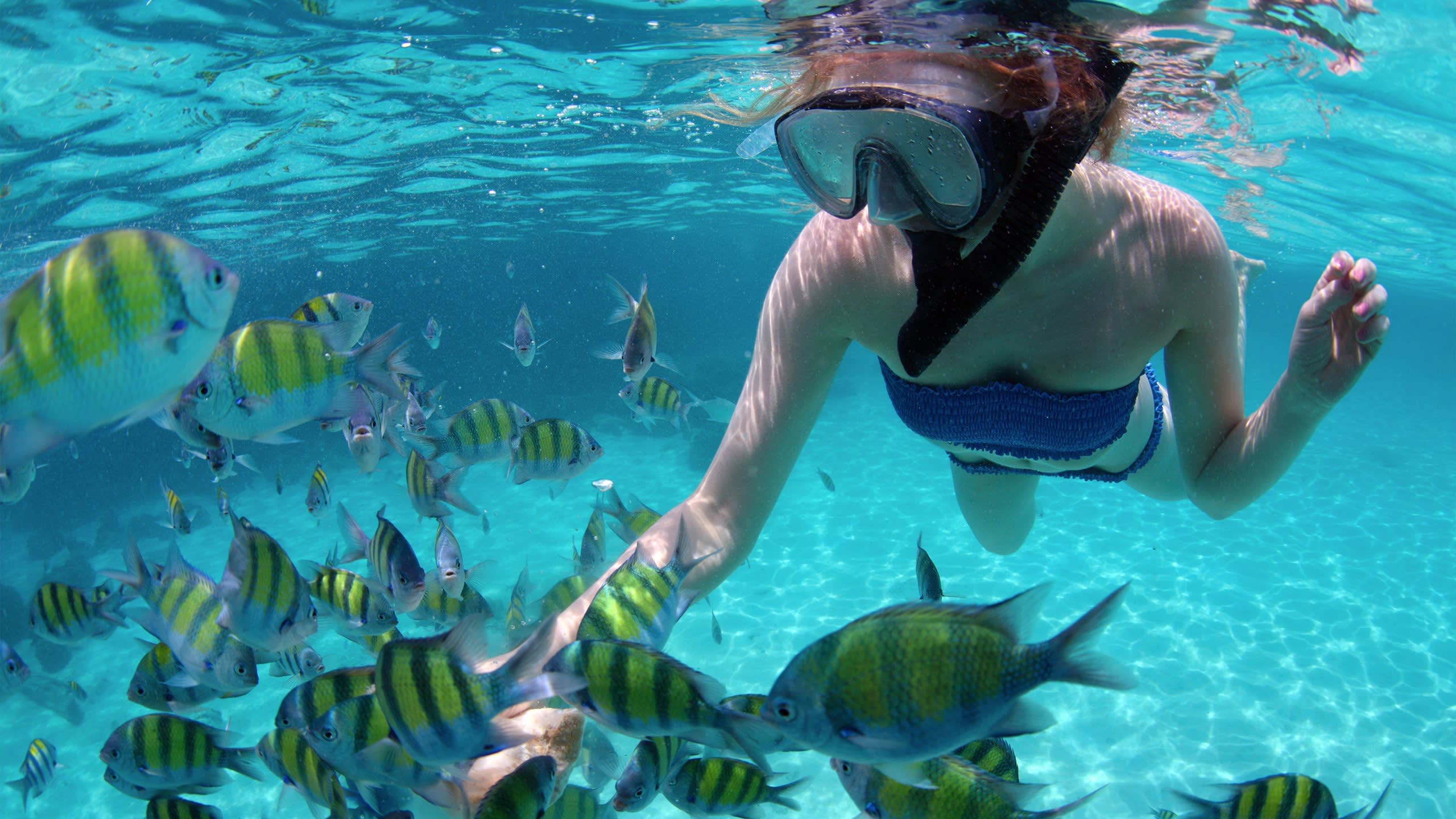 Snorkel and Dive