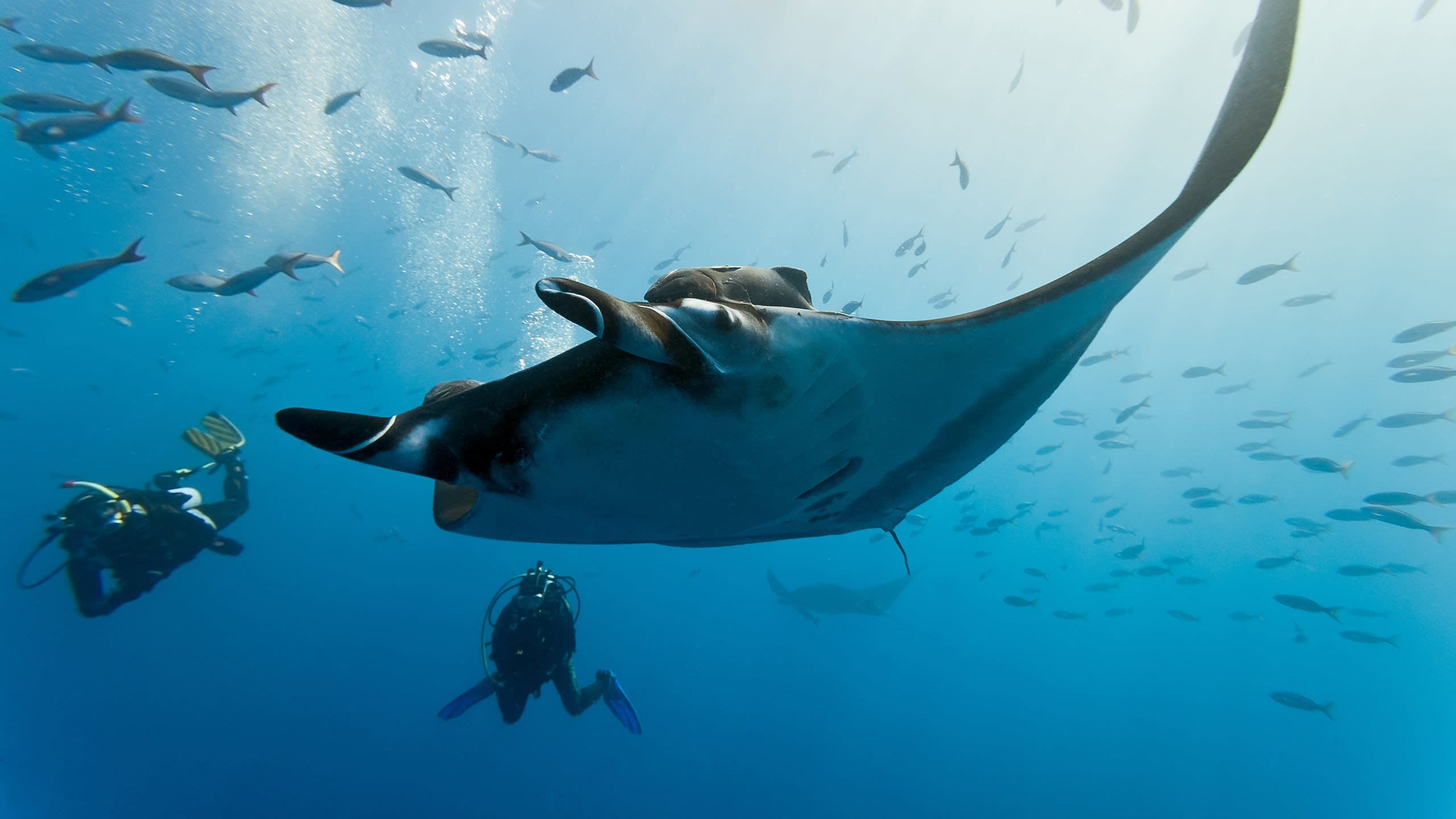 The Majesty Of Mantas