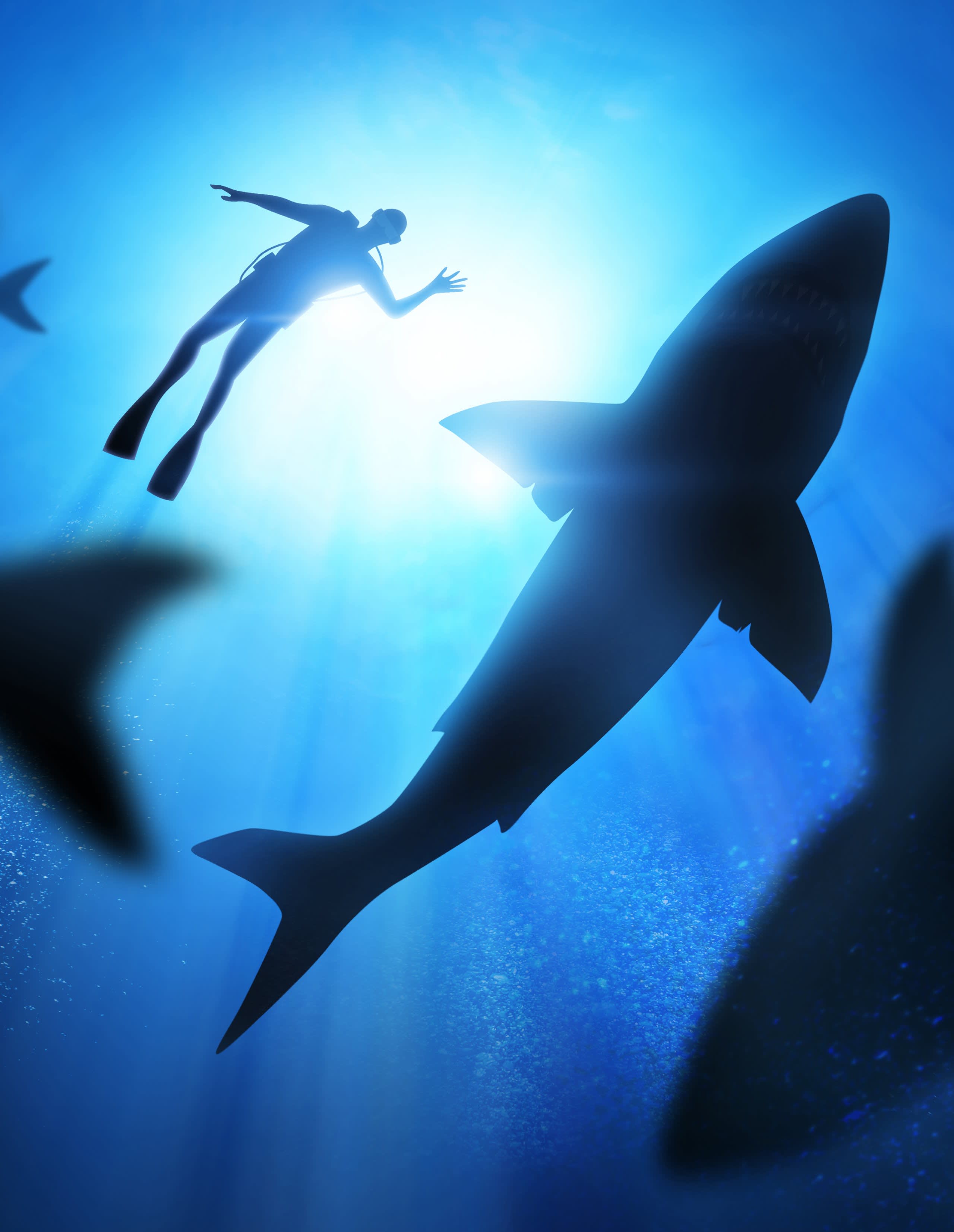 Shark Diving