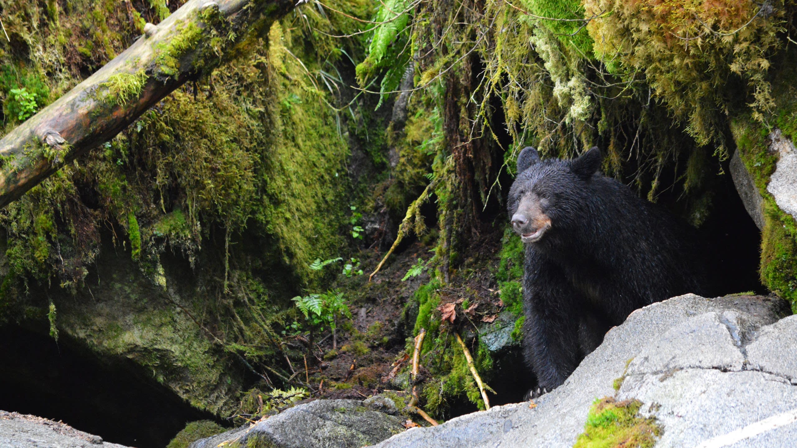 Black Bear Territory