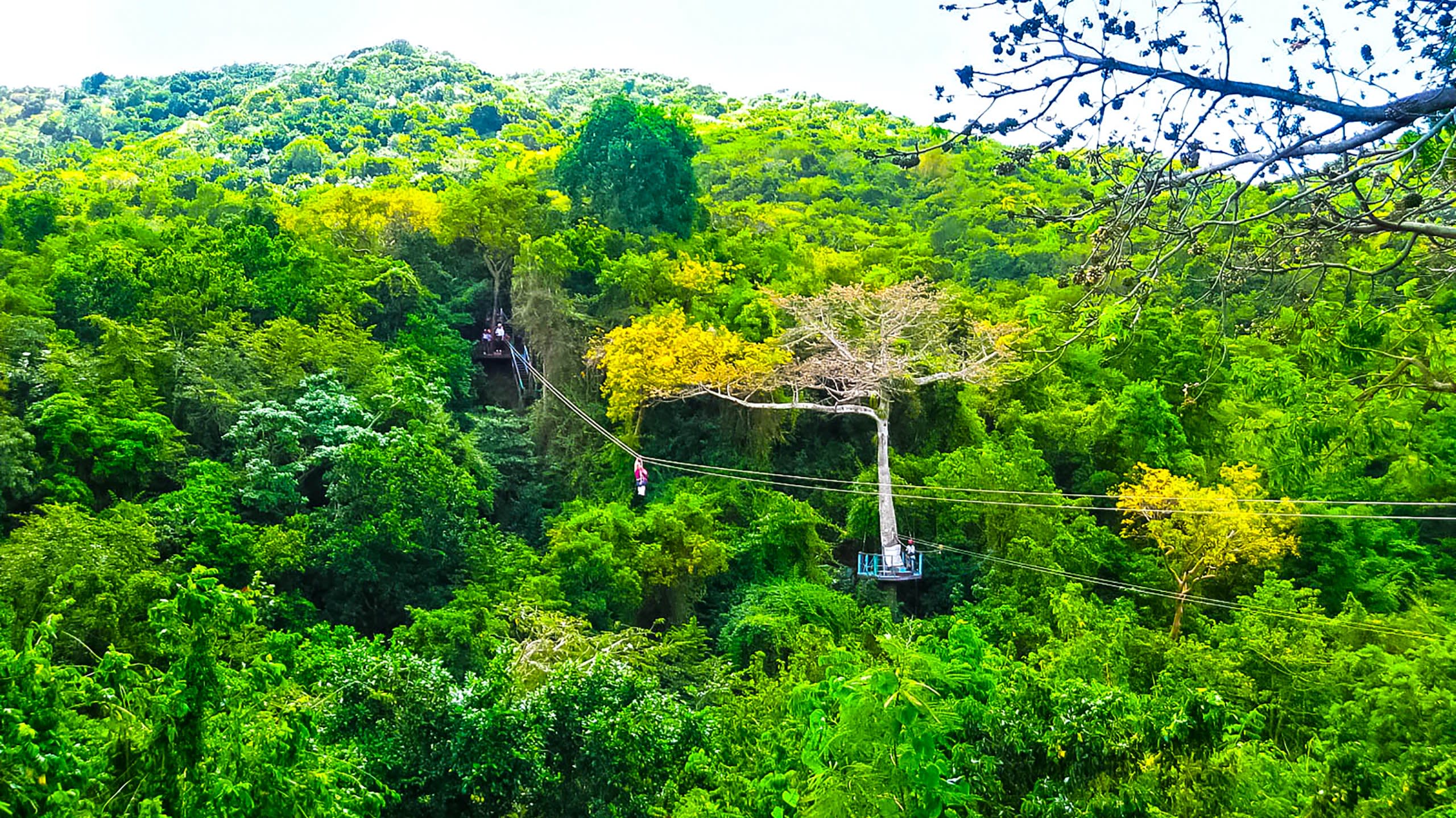 Rainforest Zipline