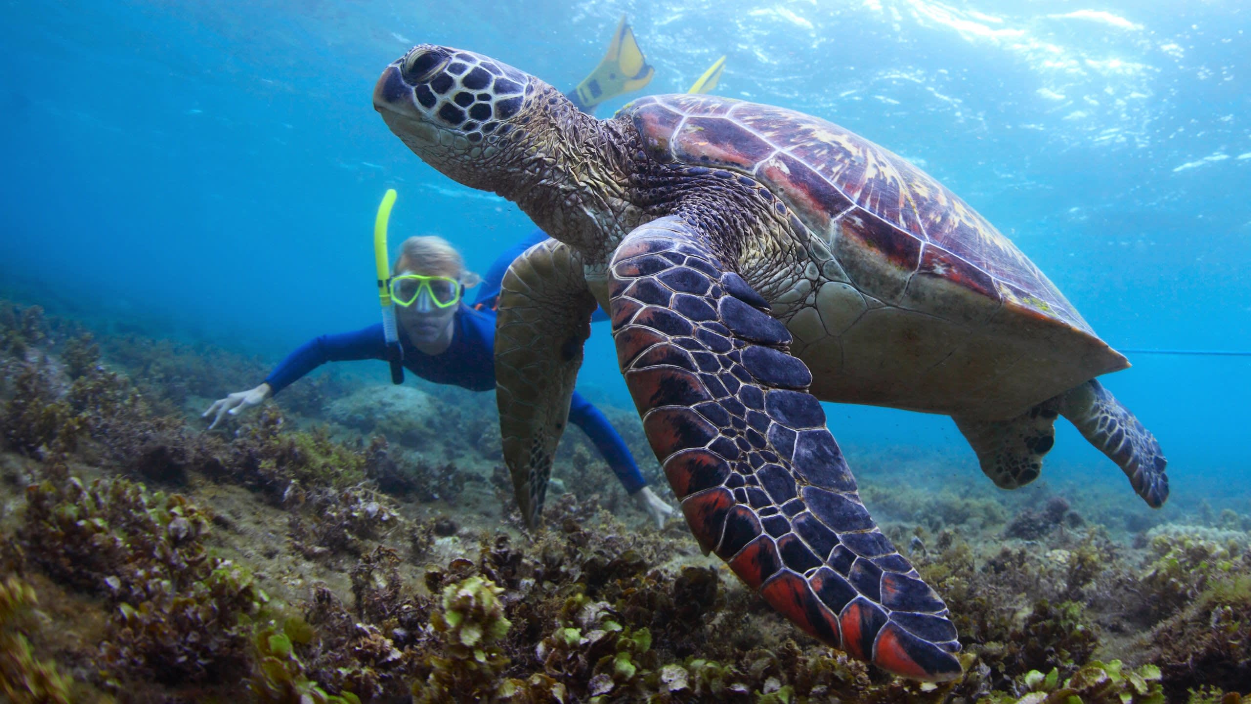 Snorkel off the Tobago Cays