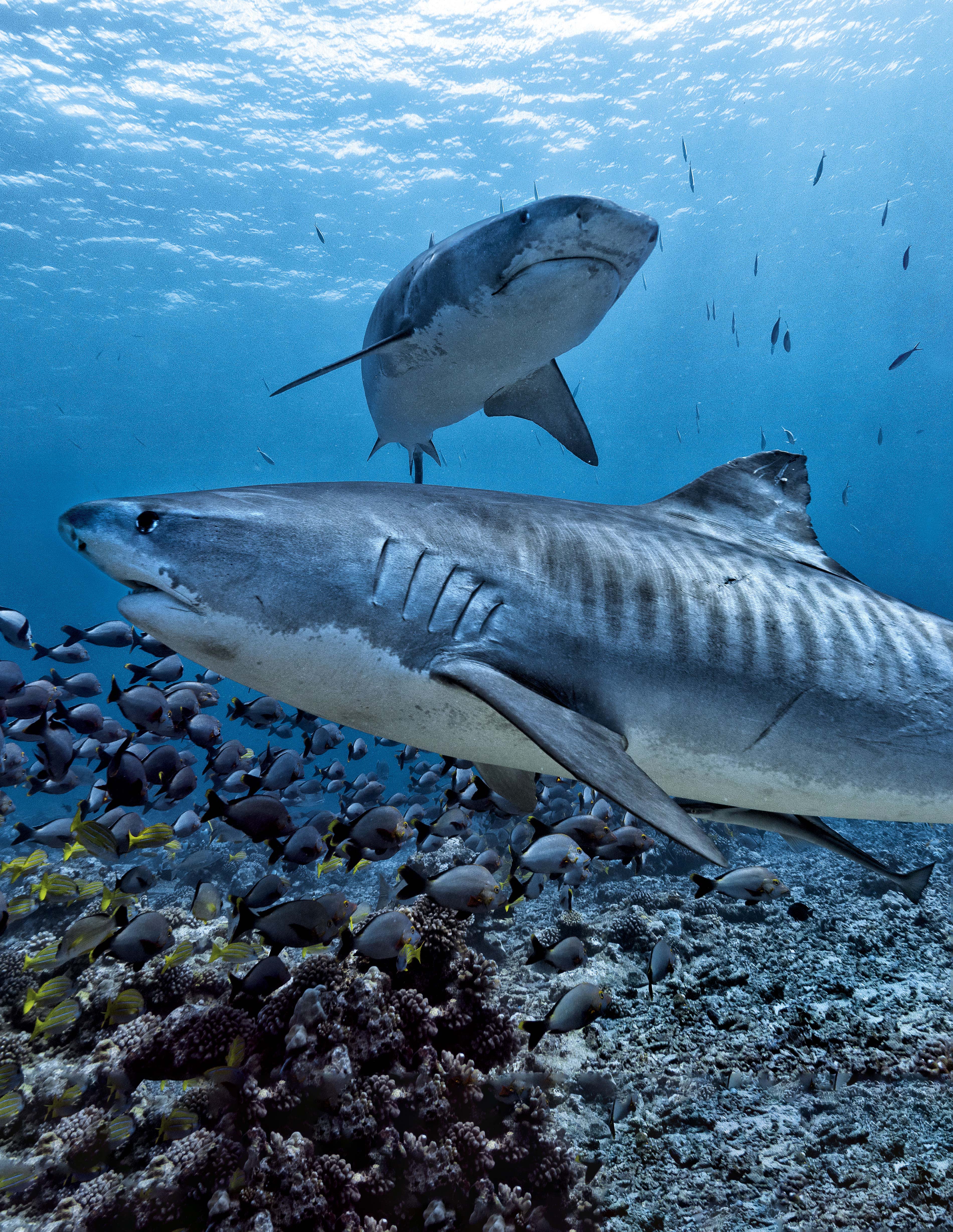 Tiger Shark Research in French Polynesia