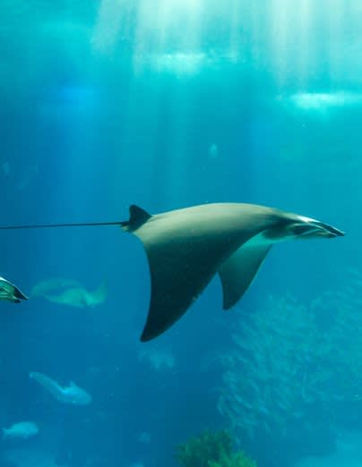 Manta Ray Feeding Station